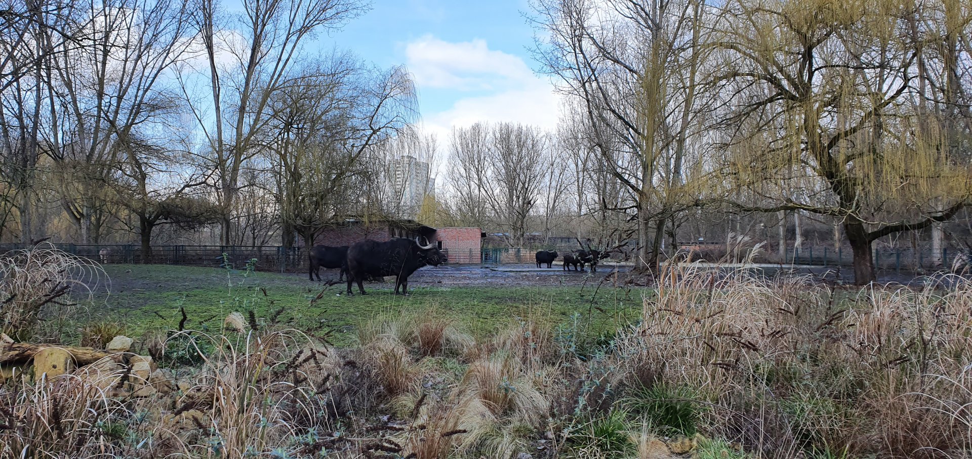 Cape buffalo enclosure