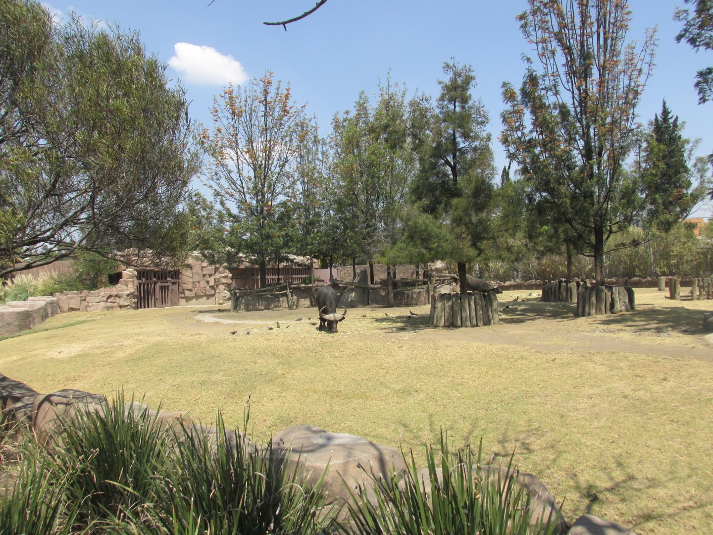 cape buffalo enclosure