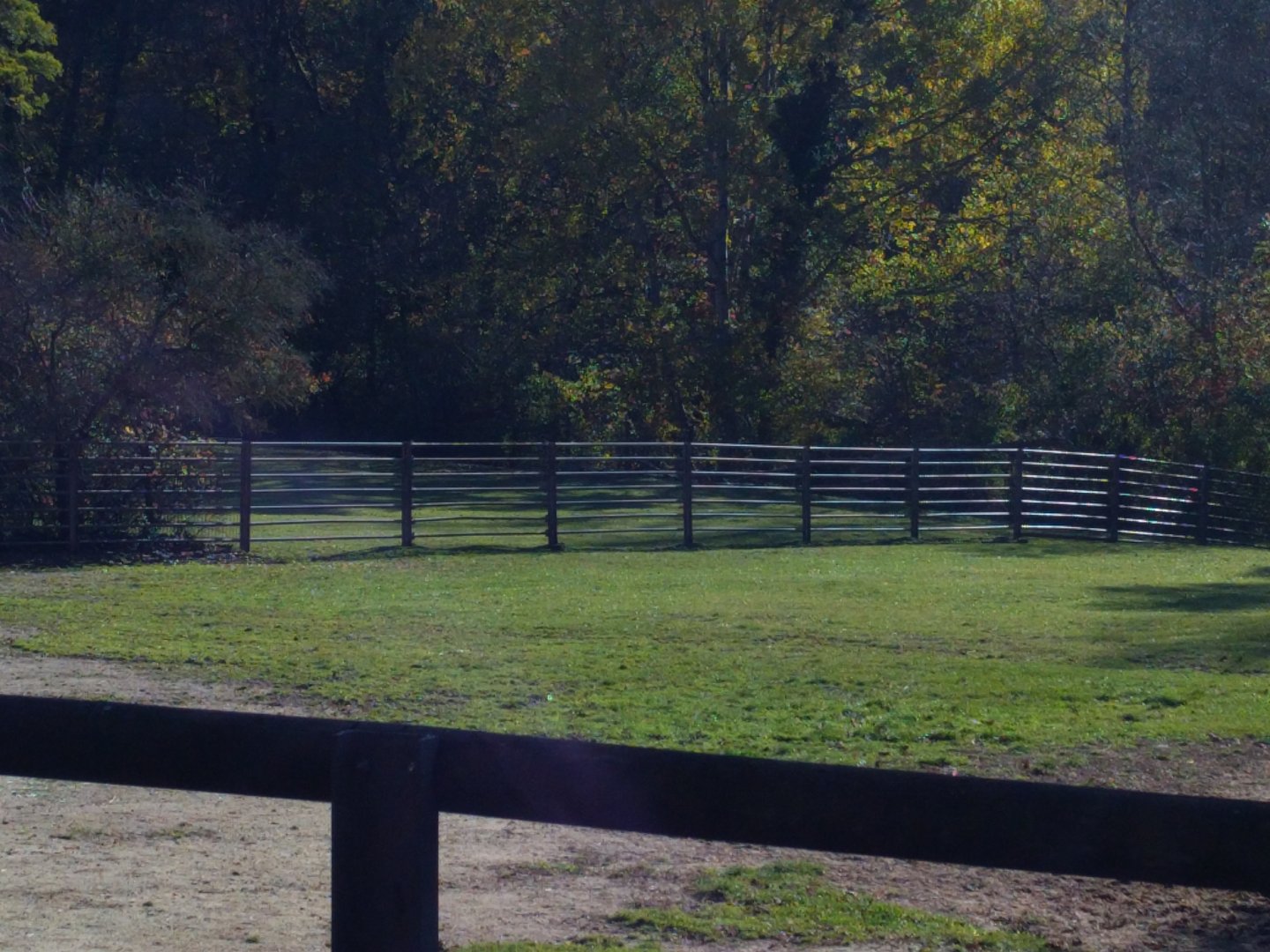 Cape Buffalo Enclosure