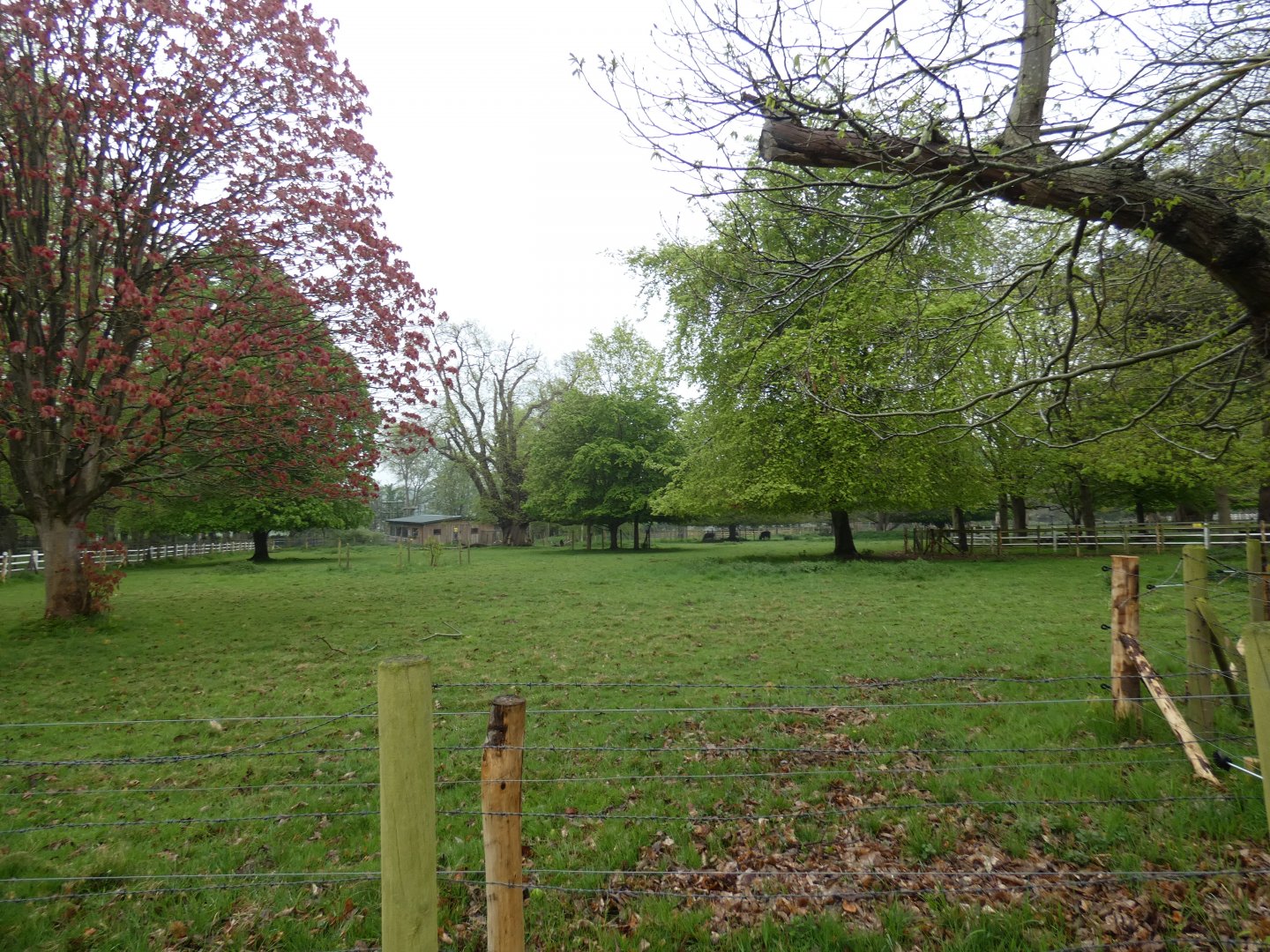 Cape buffalo enclosure