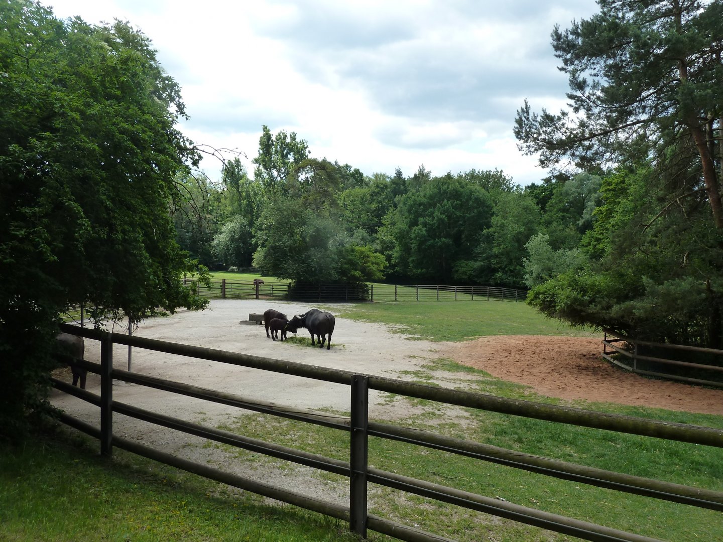Cape buffalo enclosure