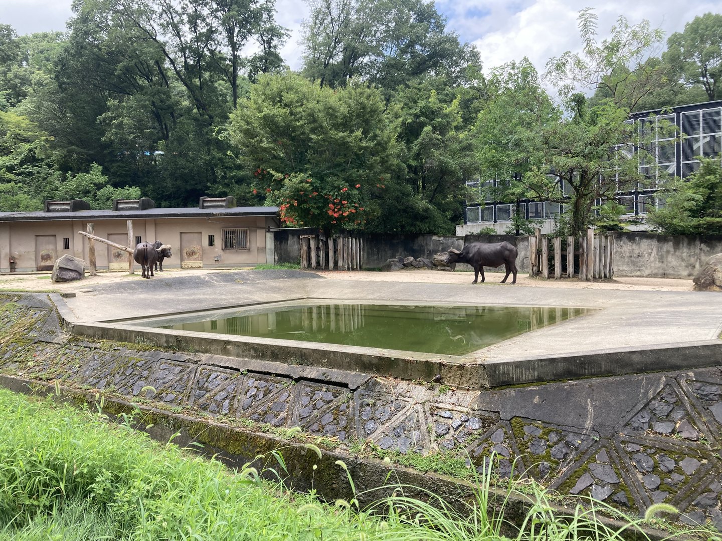 Cape buffalo enclosure