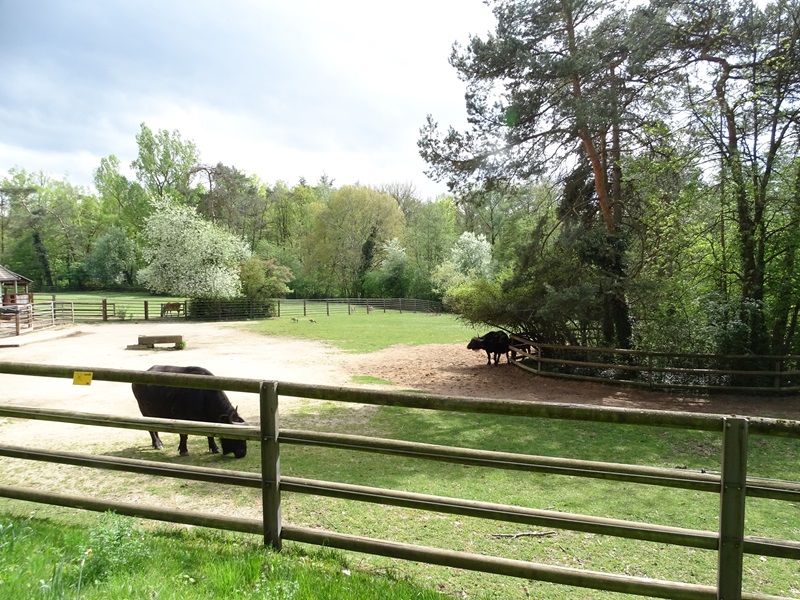 Cape buffalo enclosure