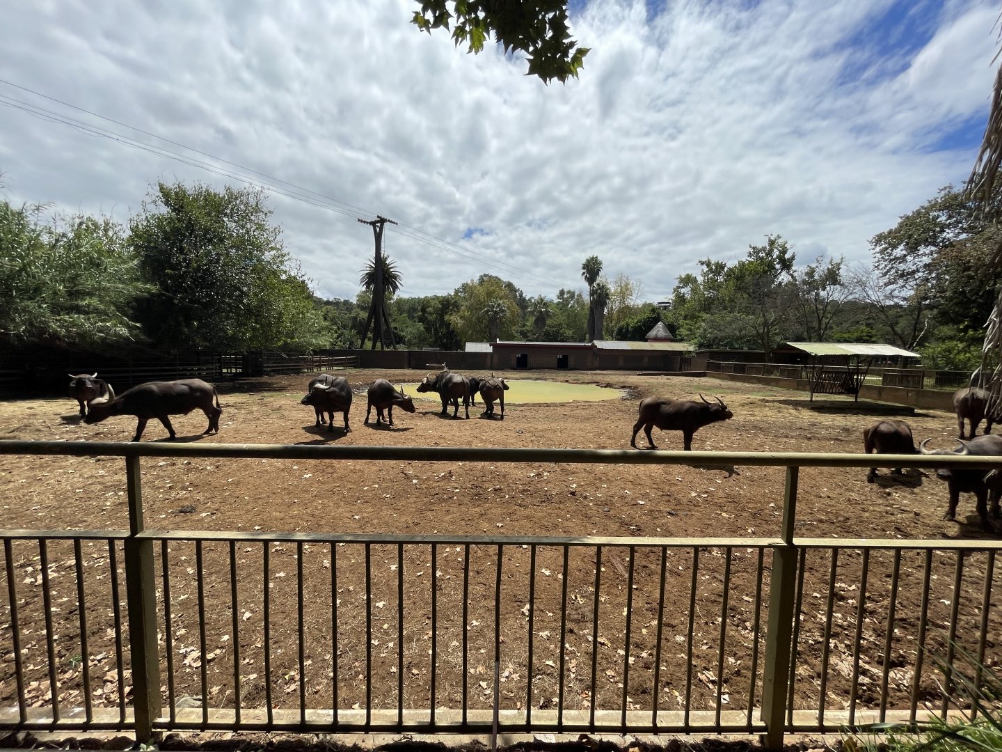 Cape Buffalo Exhibit (Syncerus caffer)