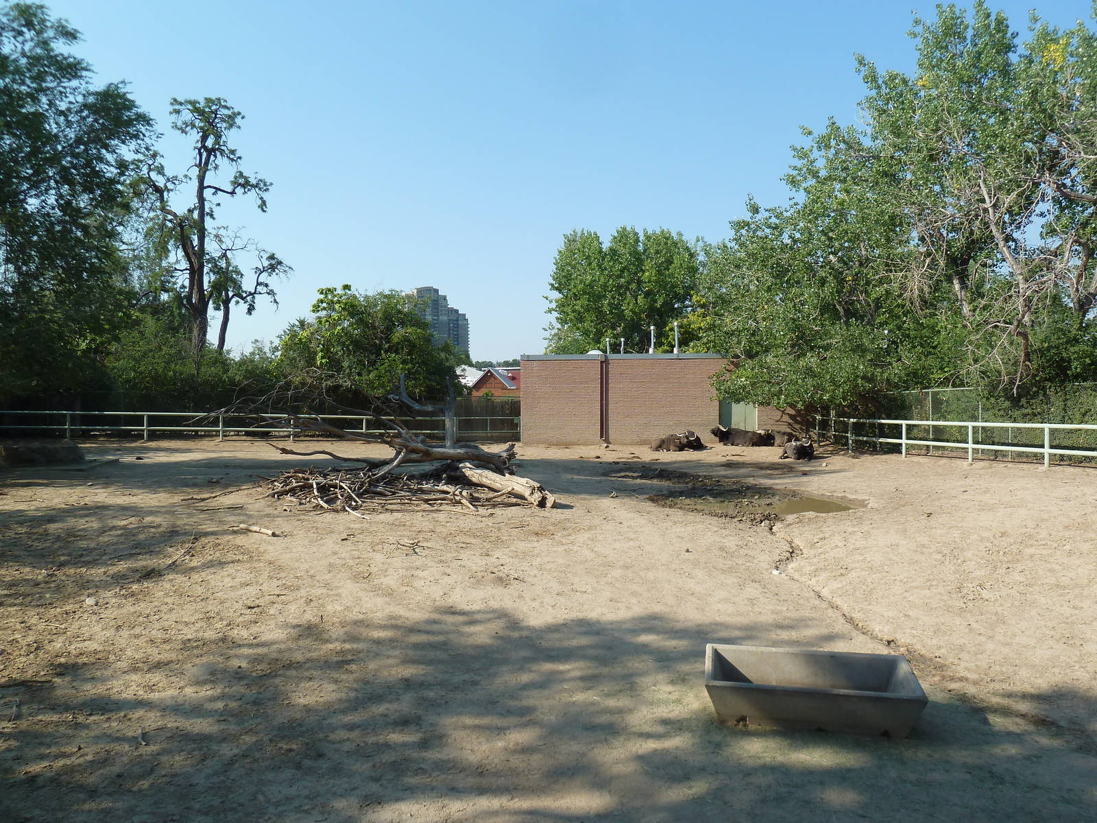 Cape Buffalo Exhibit