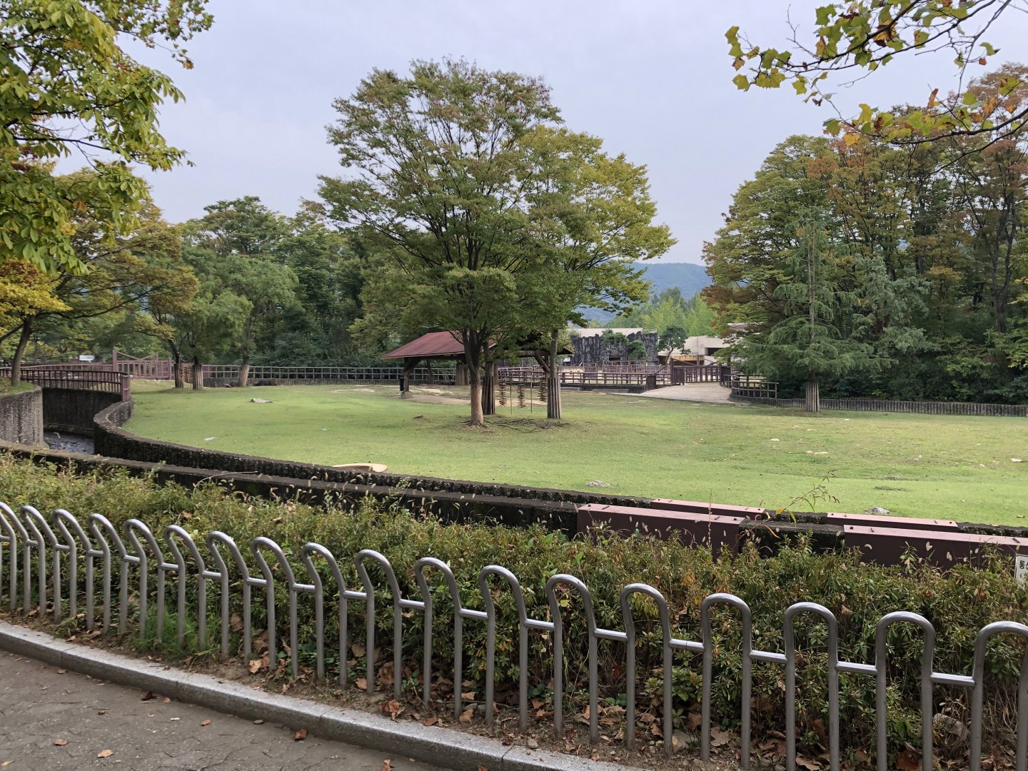 Cape Buffalo Exhibit