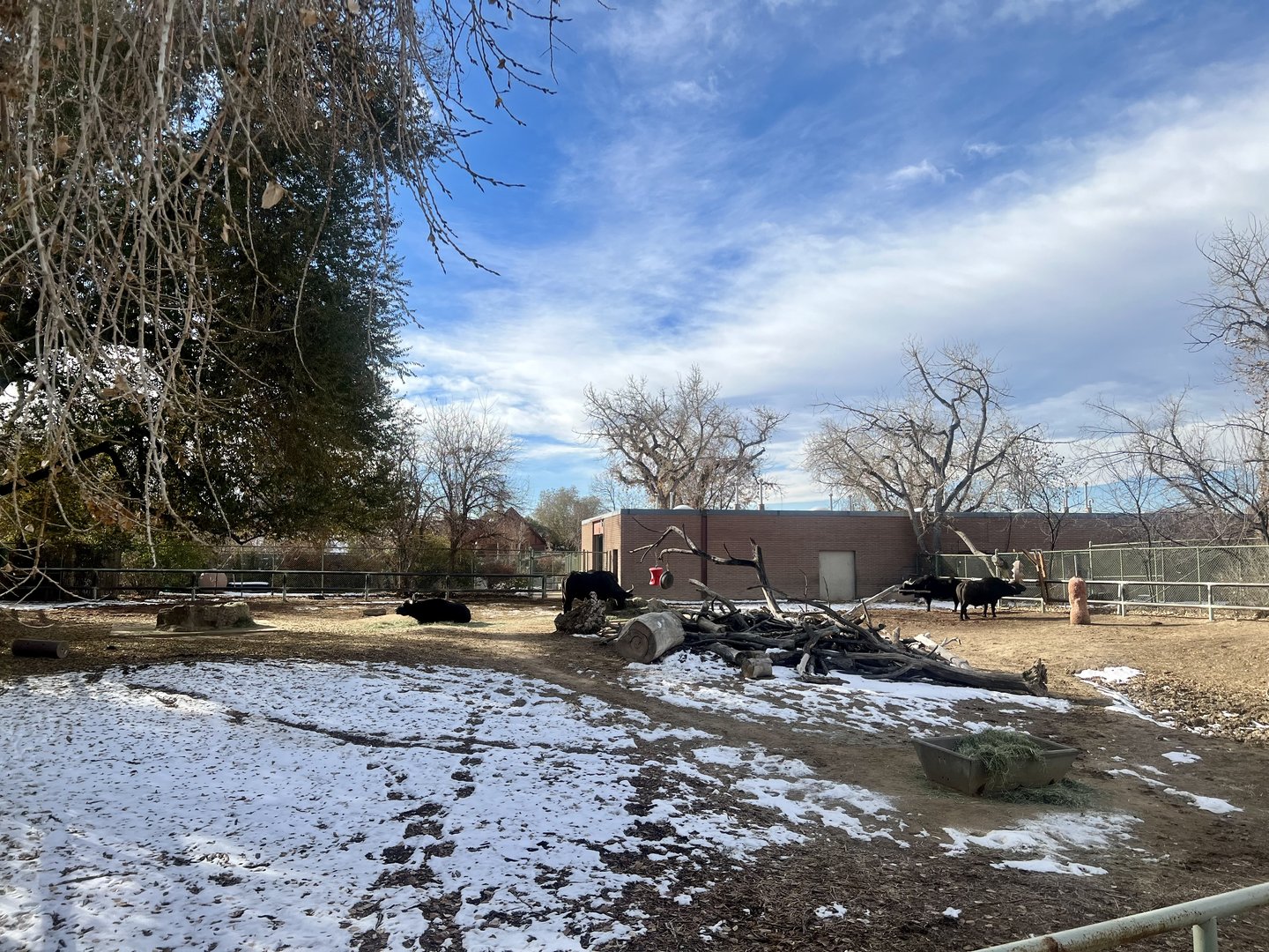 Cape Buffalo Exhibit