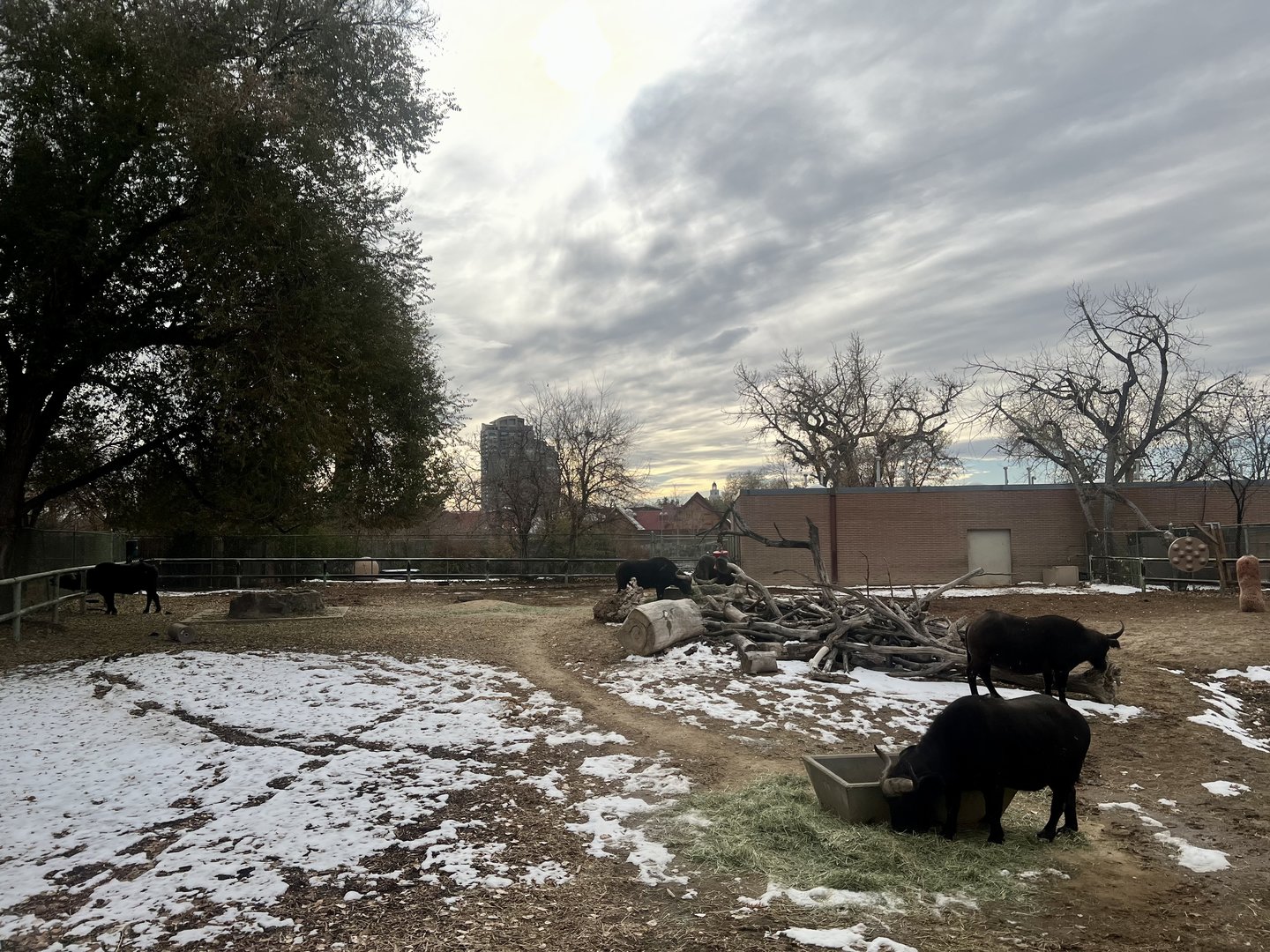 Cape Buffalo Exhibit