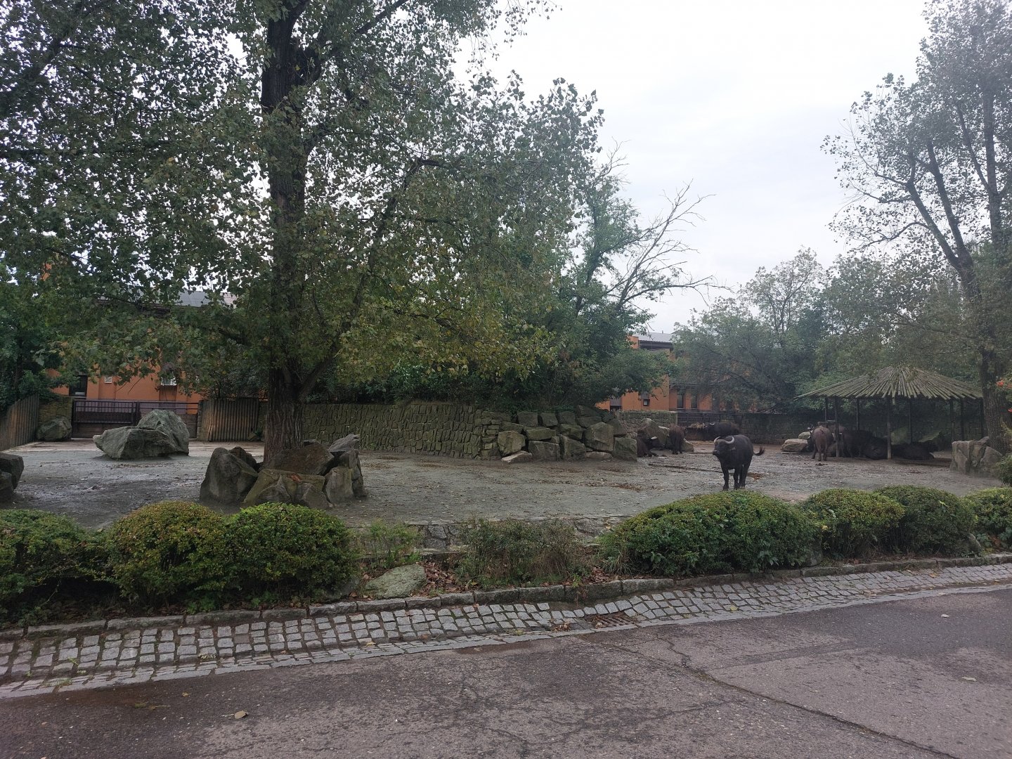 Cape buffalo exhibit