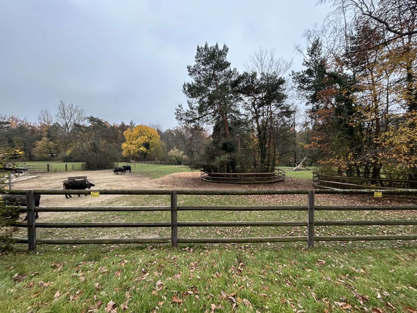 Cape Buffalo Exhibit