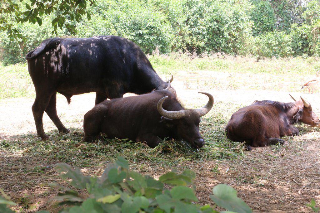 Cape Buffalo family