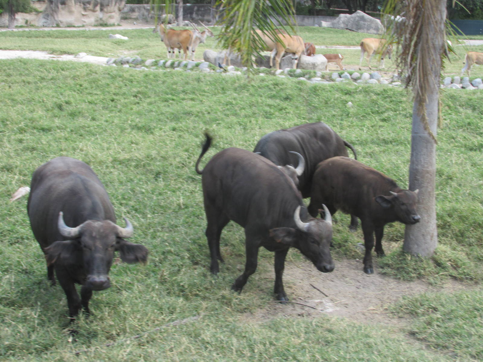 cape buffalo guadalajara zoo
