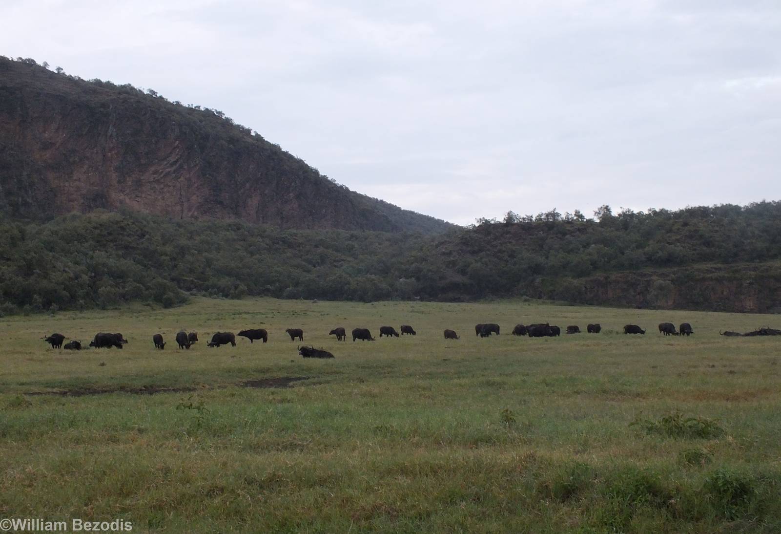 Cape Buffalo - Hell's Gate National Park