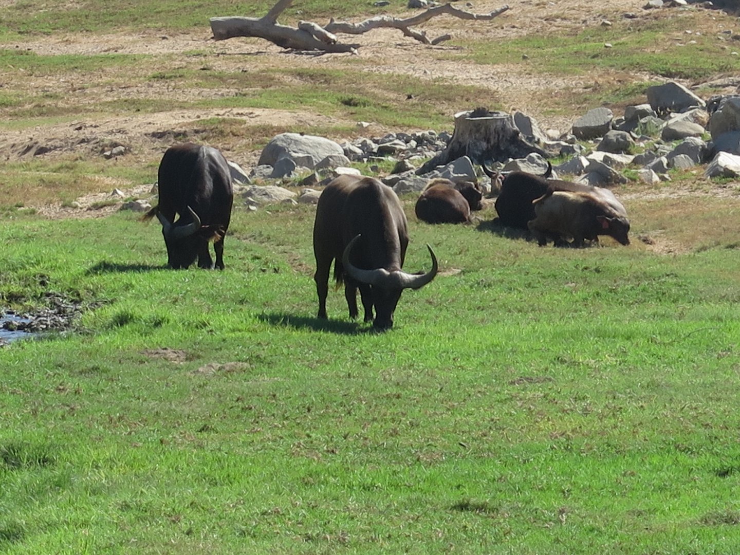 Cape Buffalo Herd(8/23/2024)
