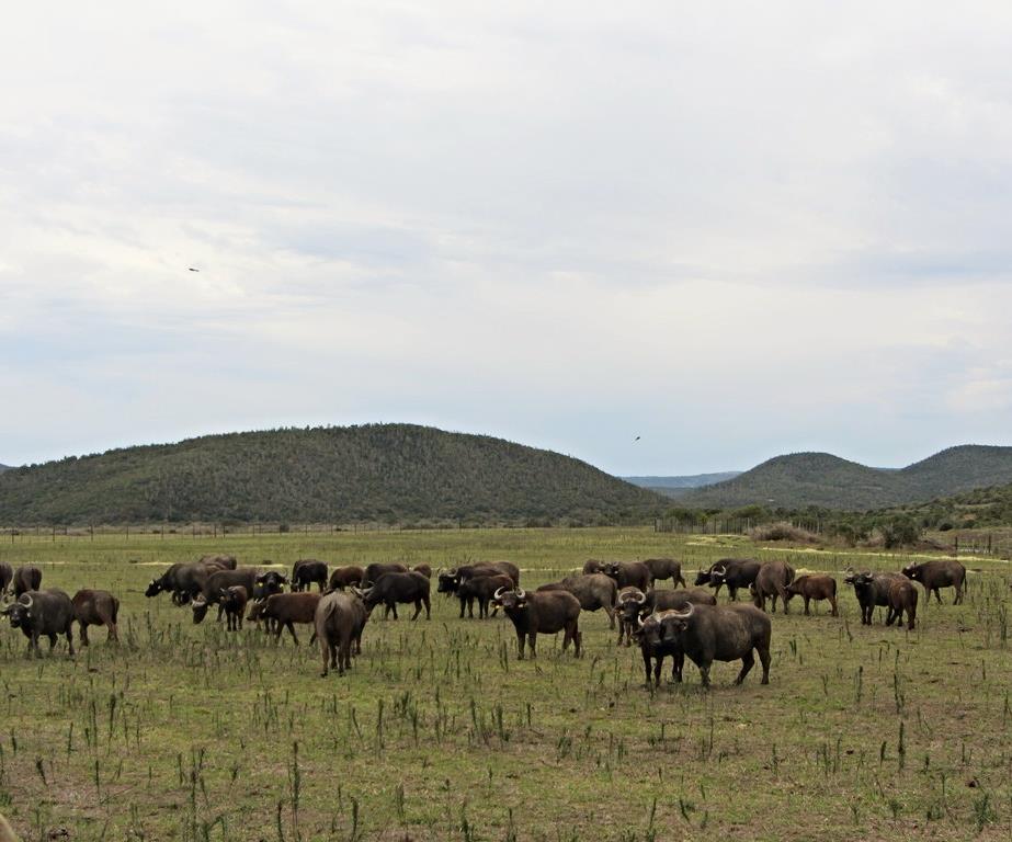 Cape Buffalo Herd at Cape Buffalo Breeding Centre