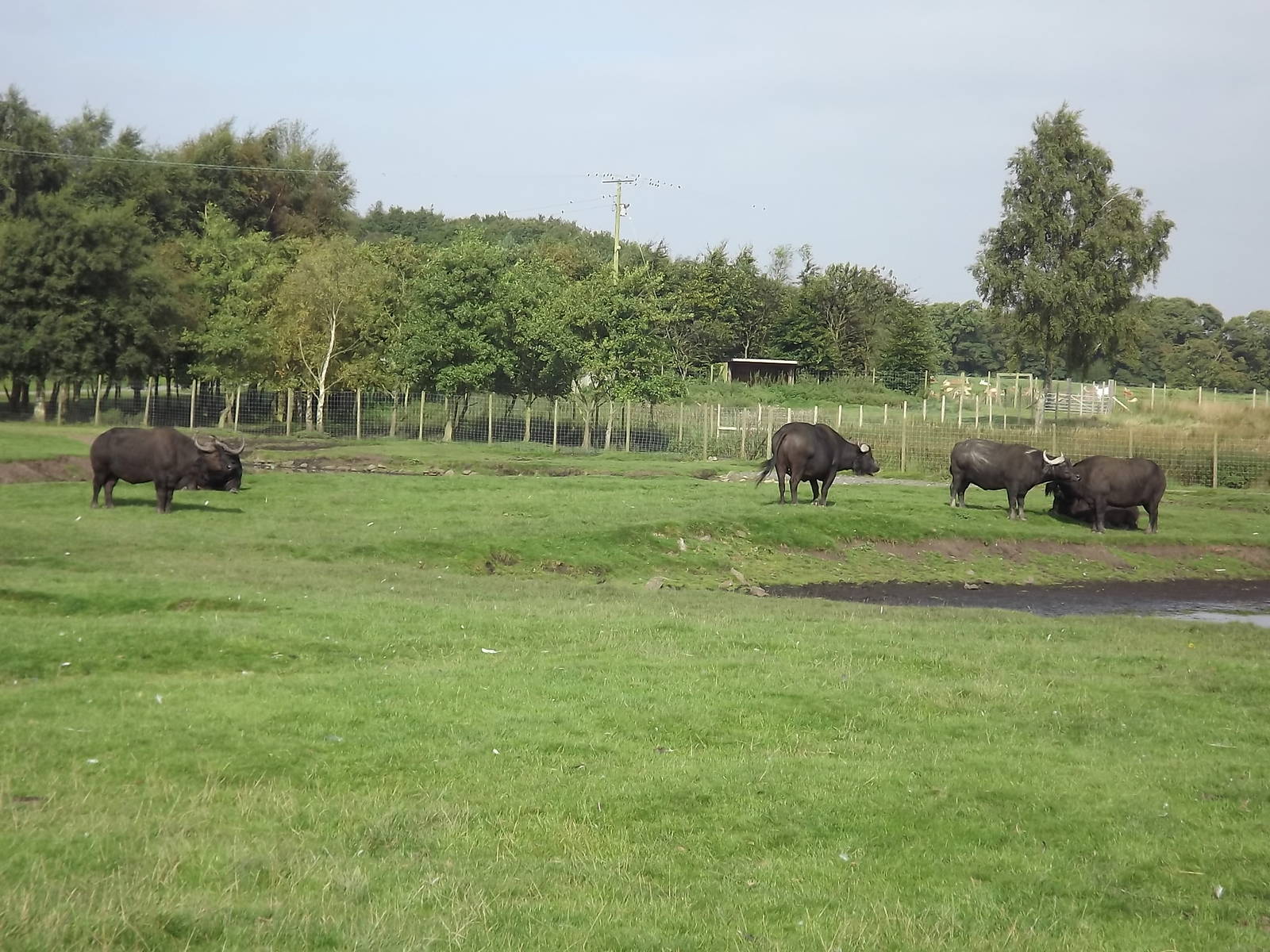 Cape Buffalo herd at Knowsley Safari Park 08/09/12
