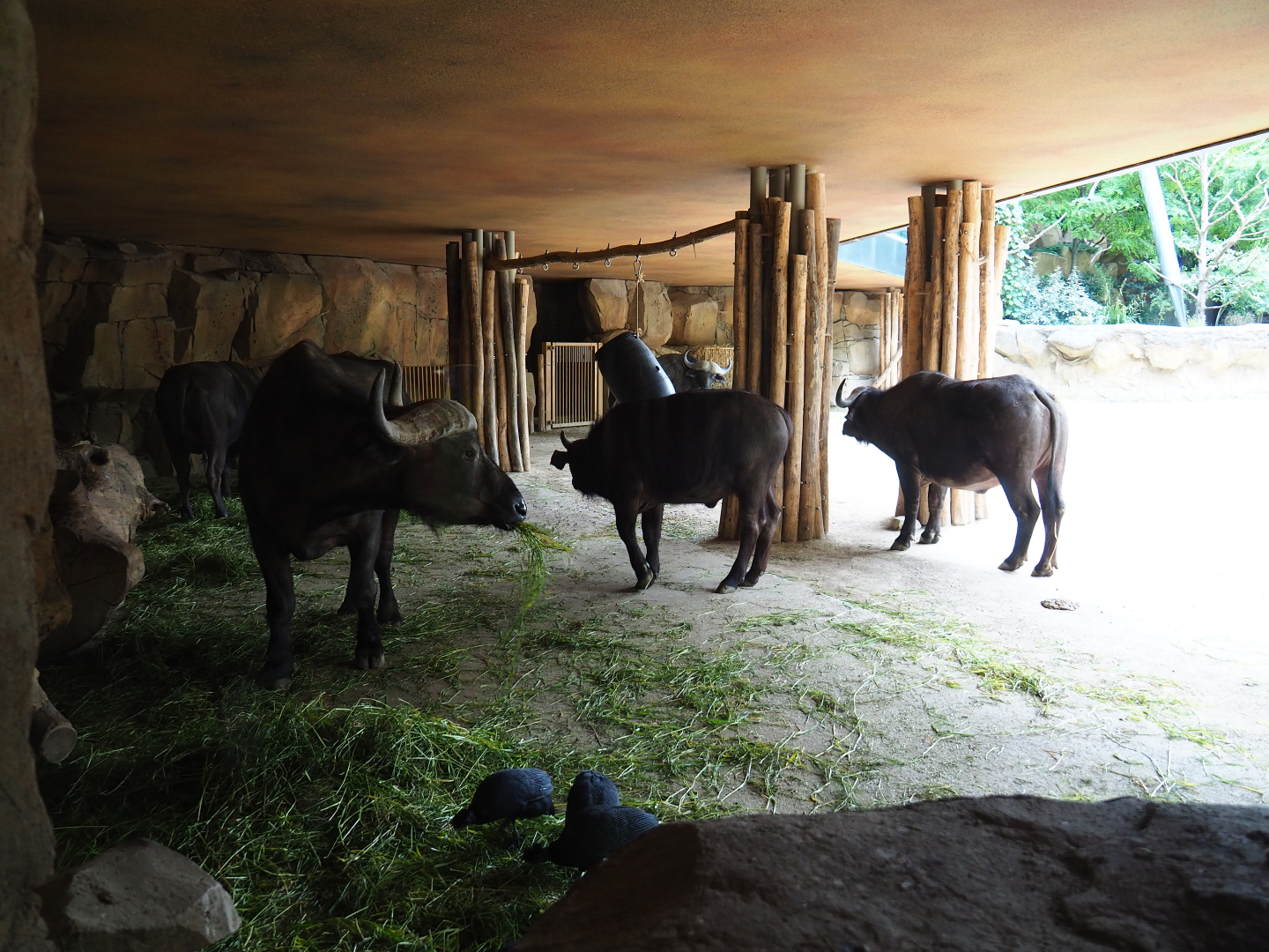 Cape buffalo herd feeding in the cave shelter underneath the restaurant building, 2020-05-24