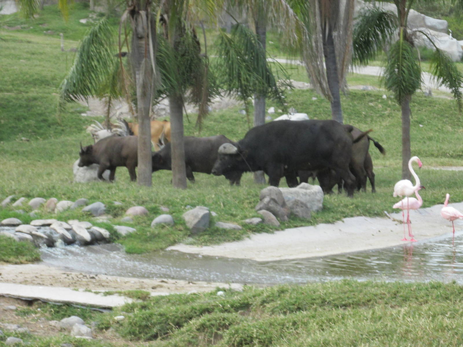 cape buffalo herd guadalajara zoo