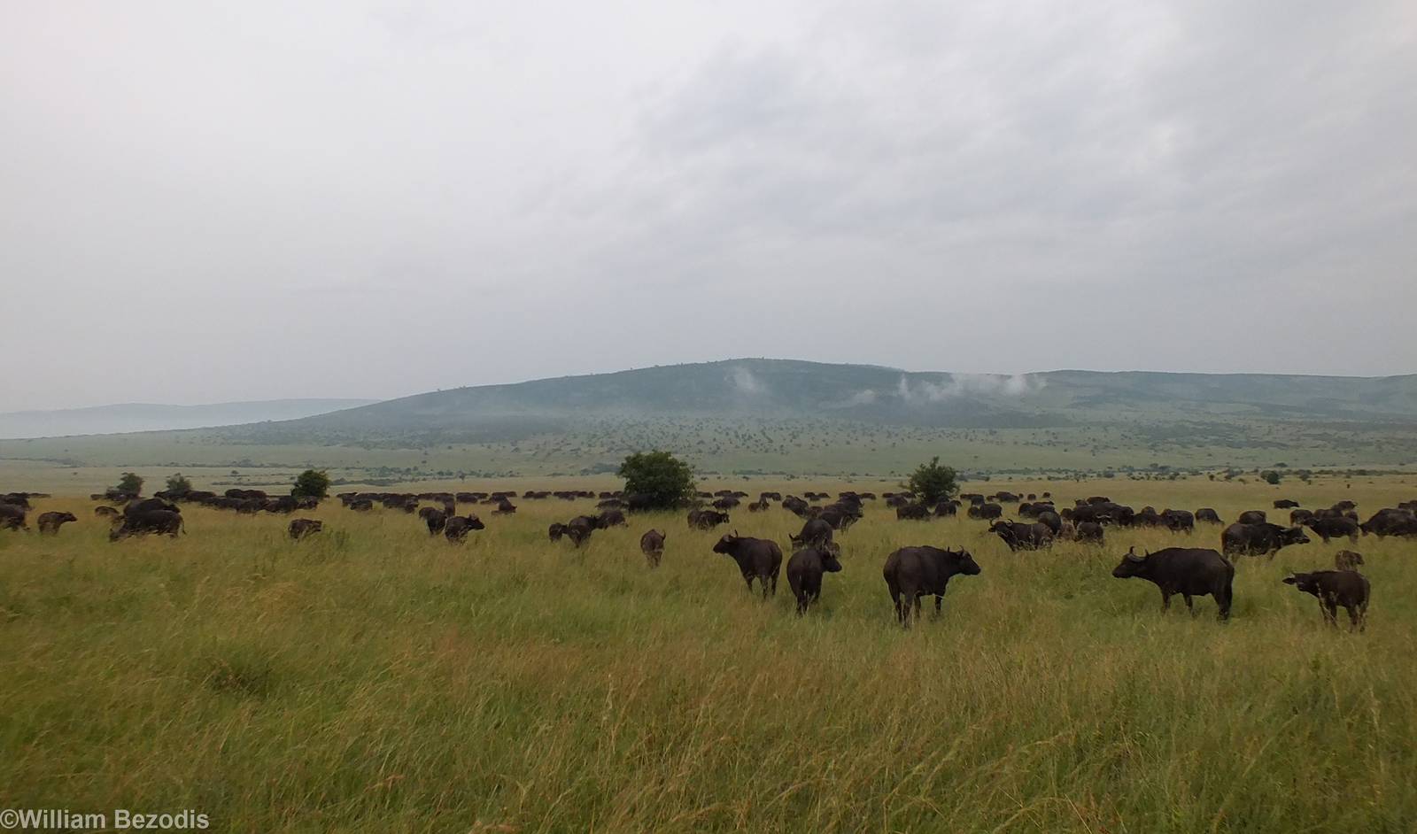 Cape Buffalo Herd - Maasai Mara
