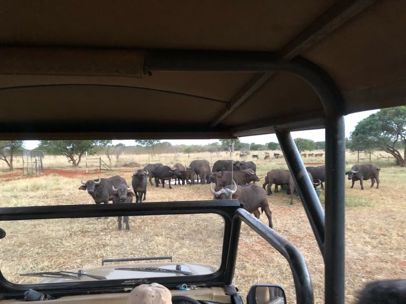 Cape Buffalo Herd (Syncerus caffer)