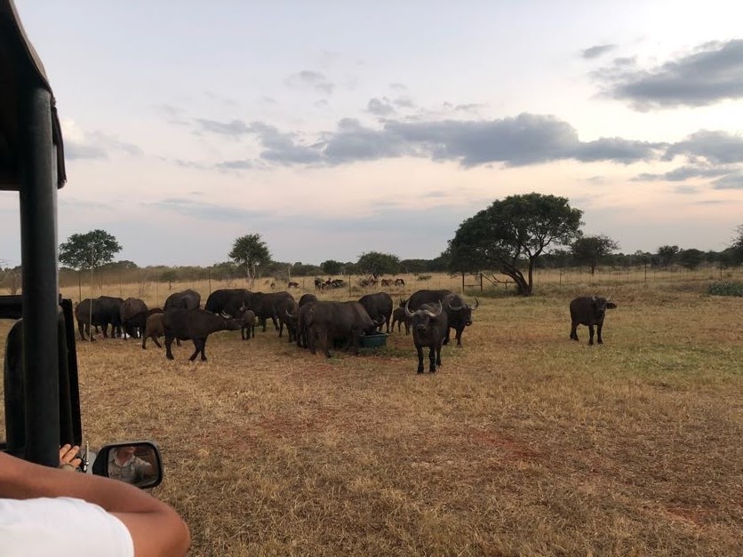 Cape Buffalo Herd (Syncerus caffer)