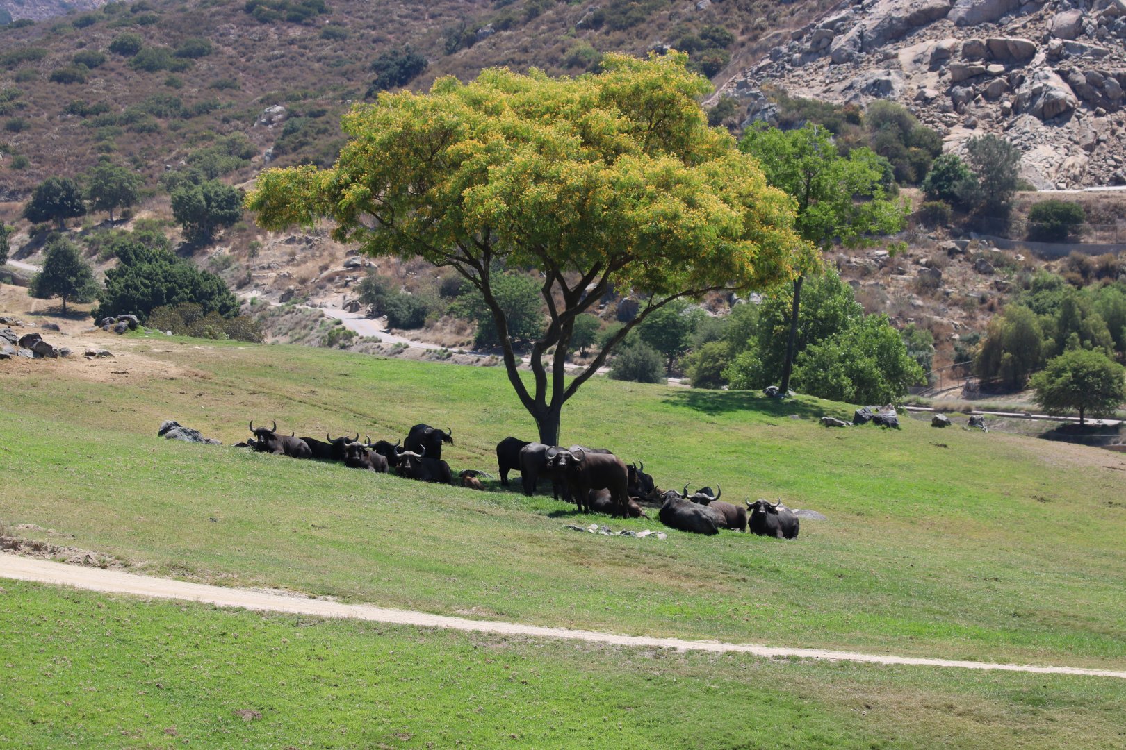 Cape Buffalo Herd with Backdrop View