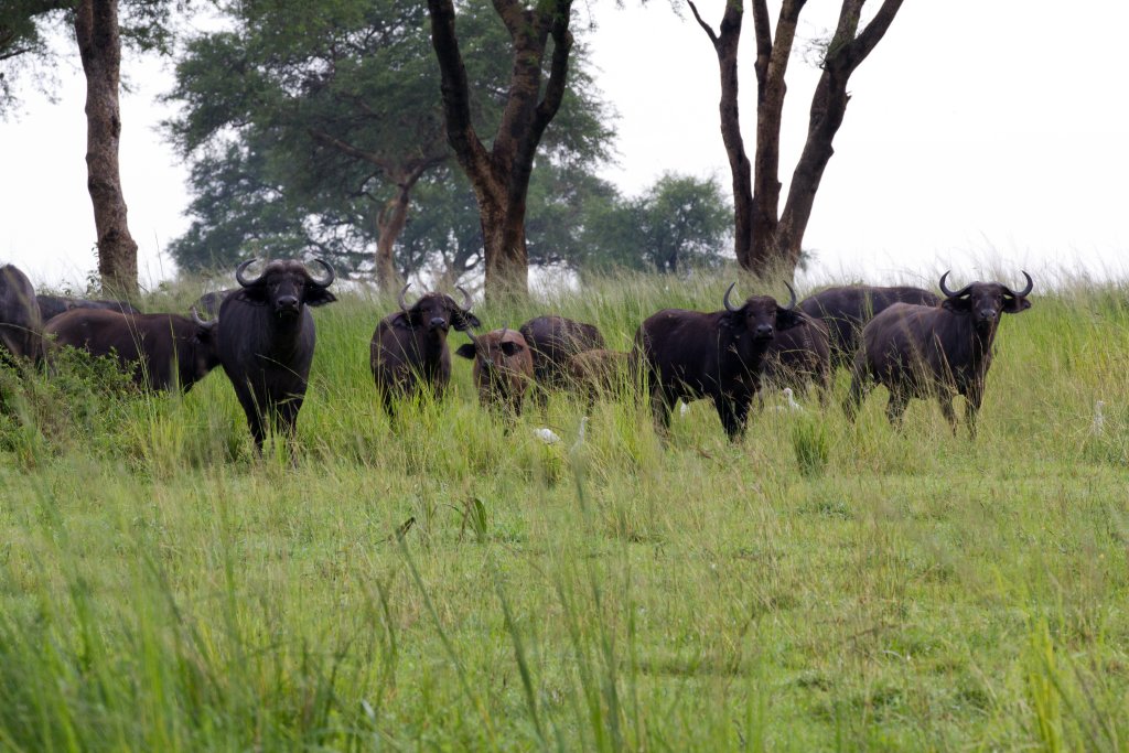 Cape Buffalo herd