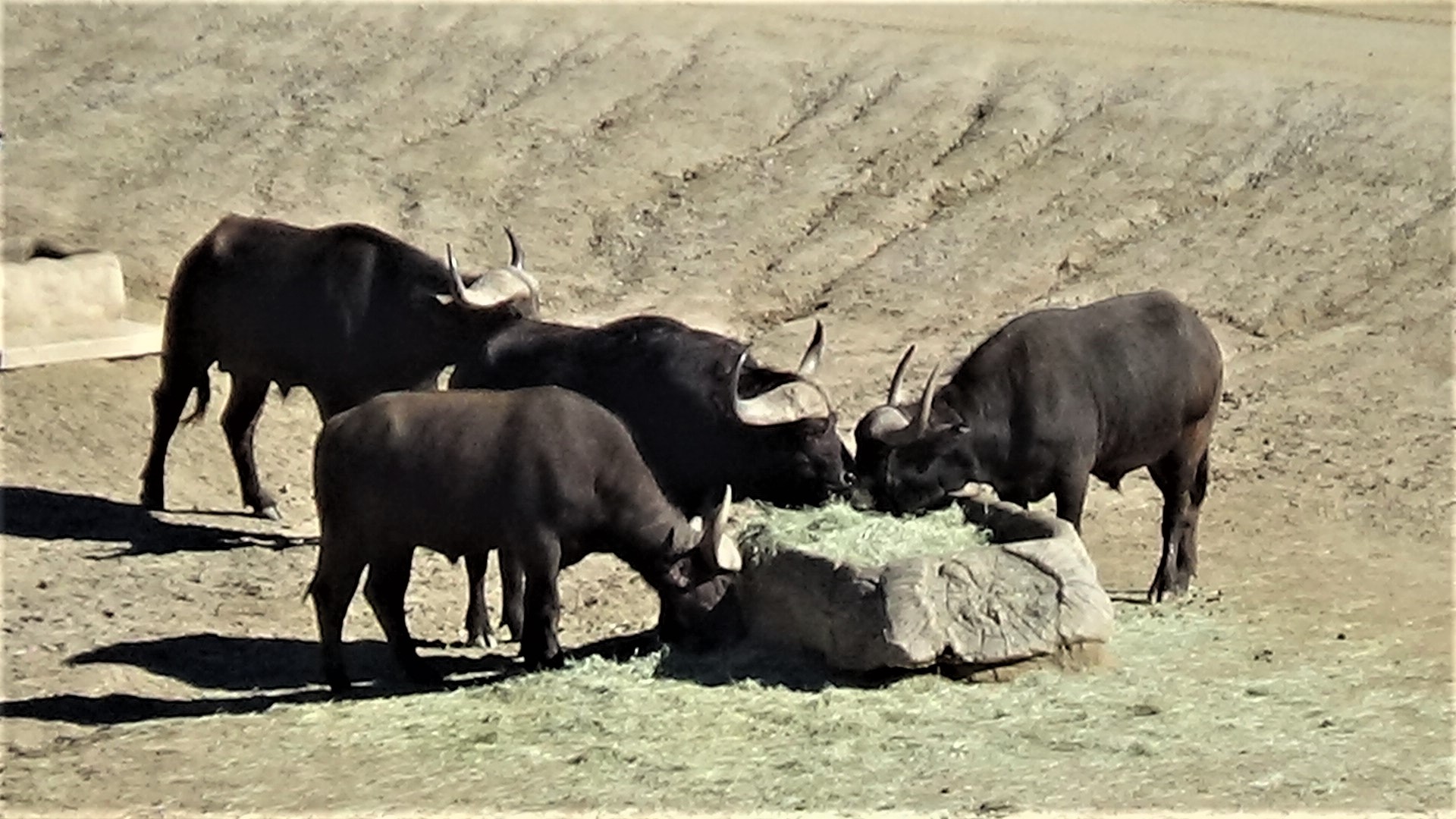 Cape buffalo herd