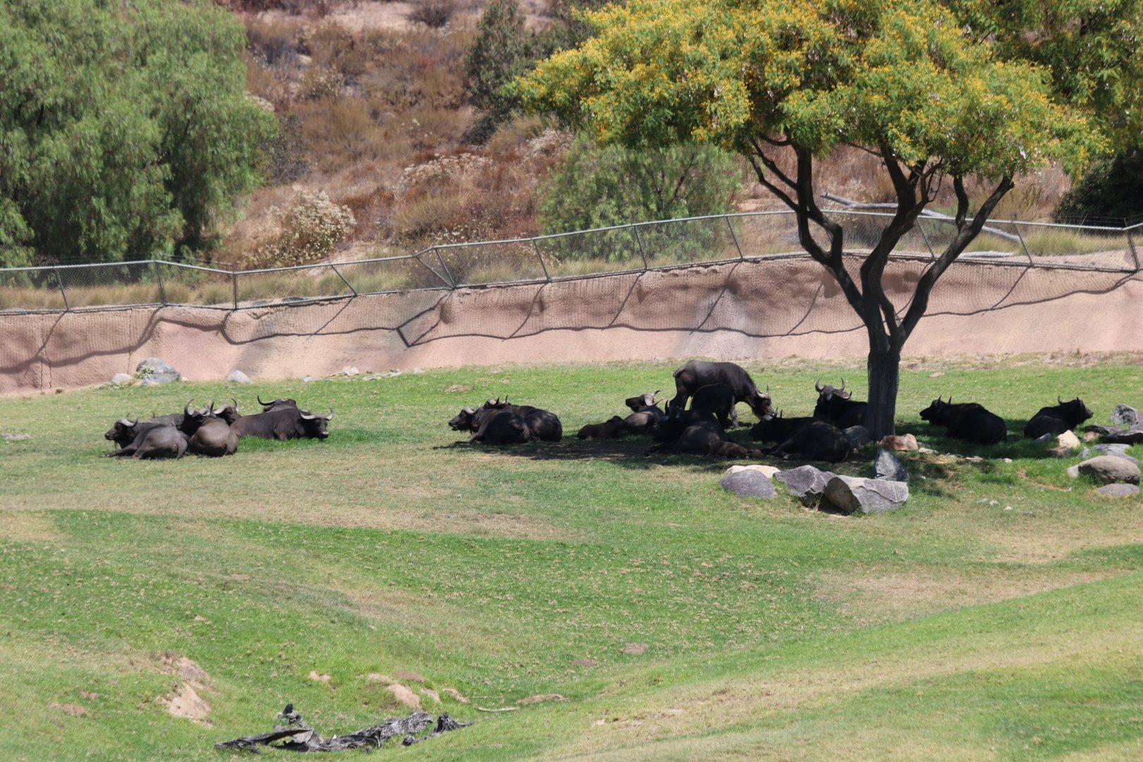 Cape Buffalo Herd