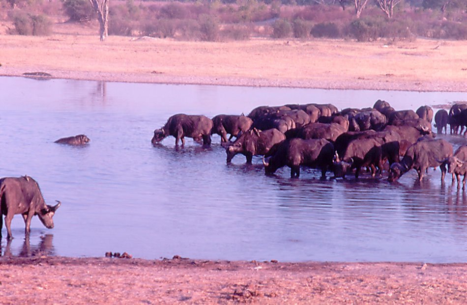 Cape Buffalo, Hippo calf and Nile Crocodile
