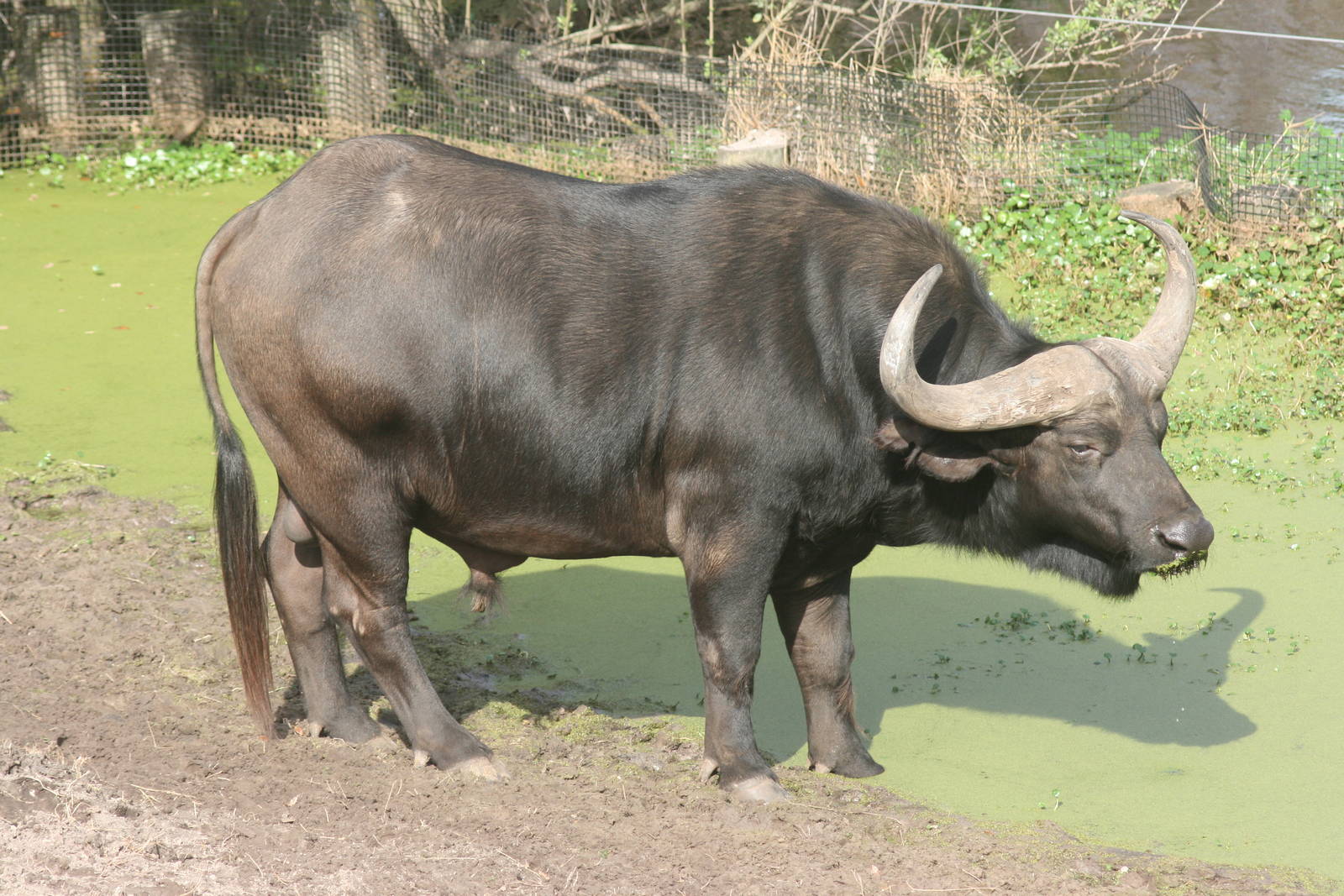 Cape Buffalo; Jacksonville Zoo; February 2009
