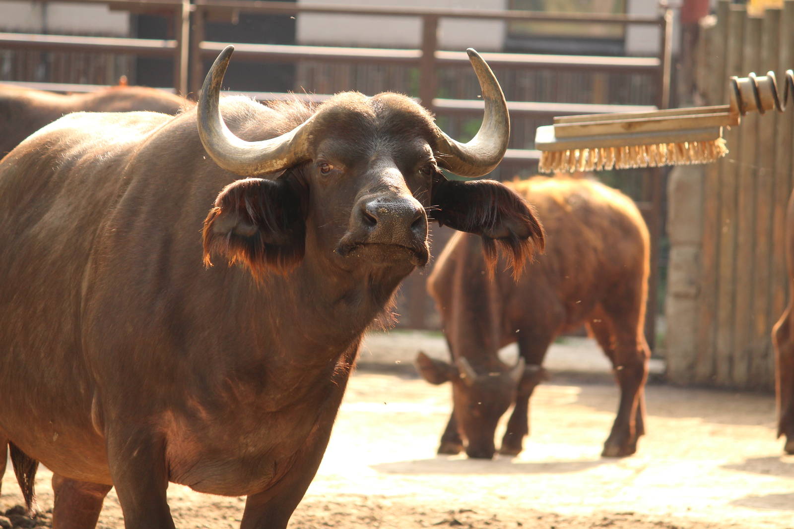 Cape buffalo; July 2015