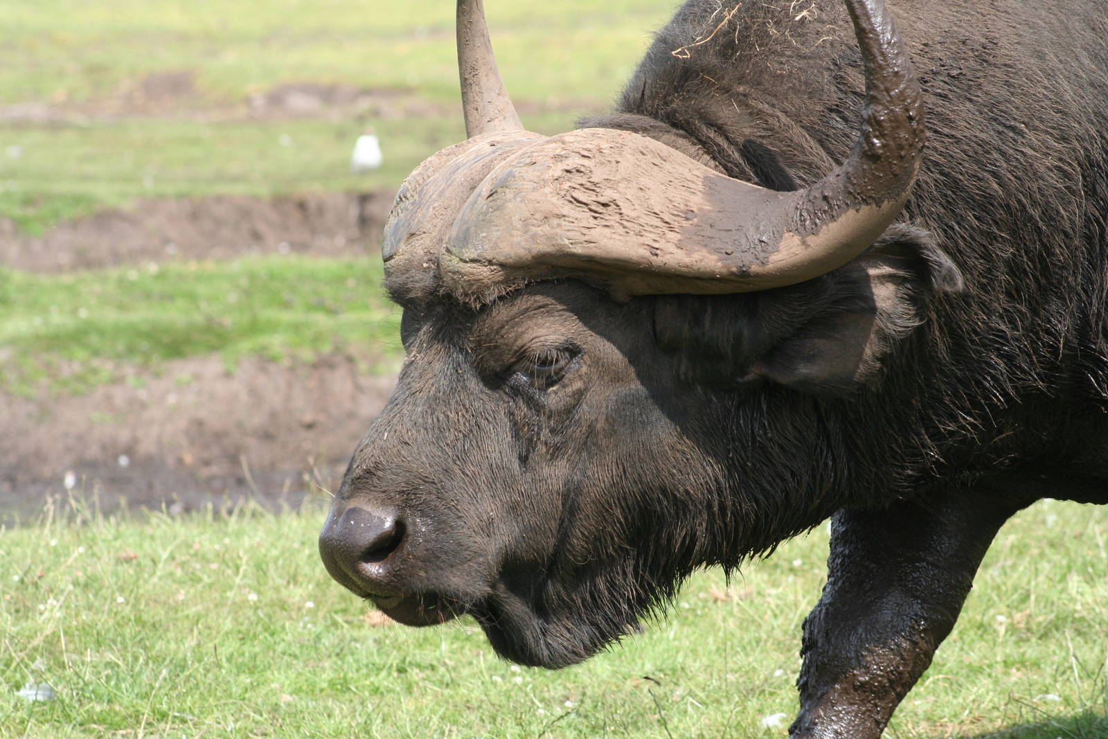 Cape Buffalo @ Knowsley Safari Park  17.07.2013