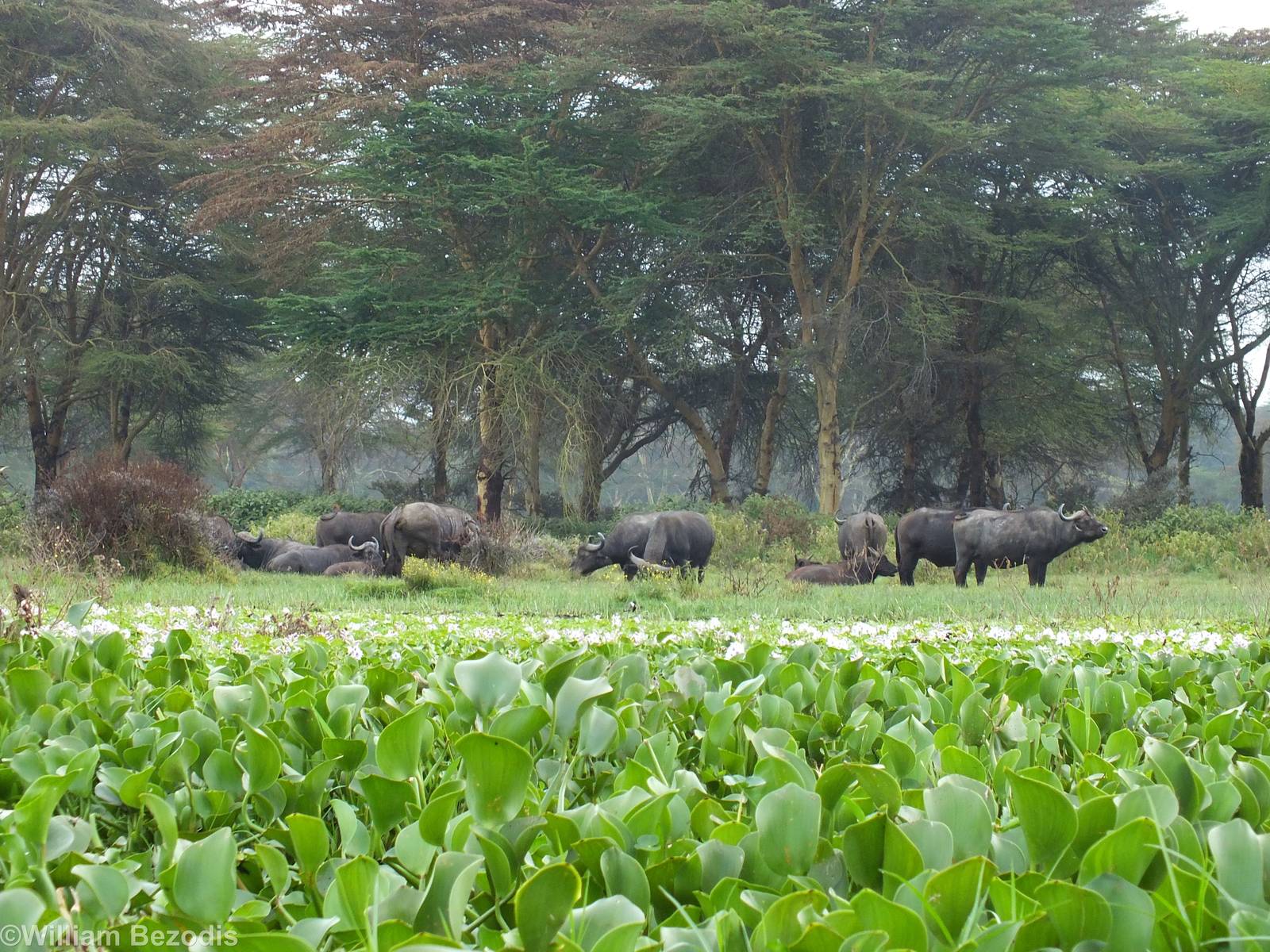 Cape Buffalo - Lake Naivasha