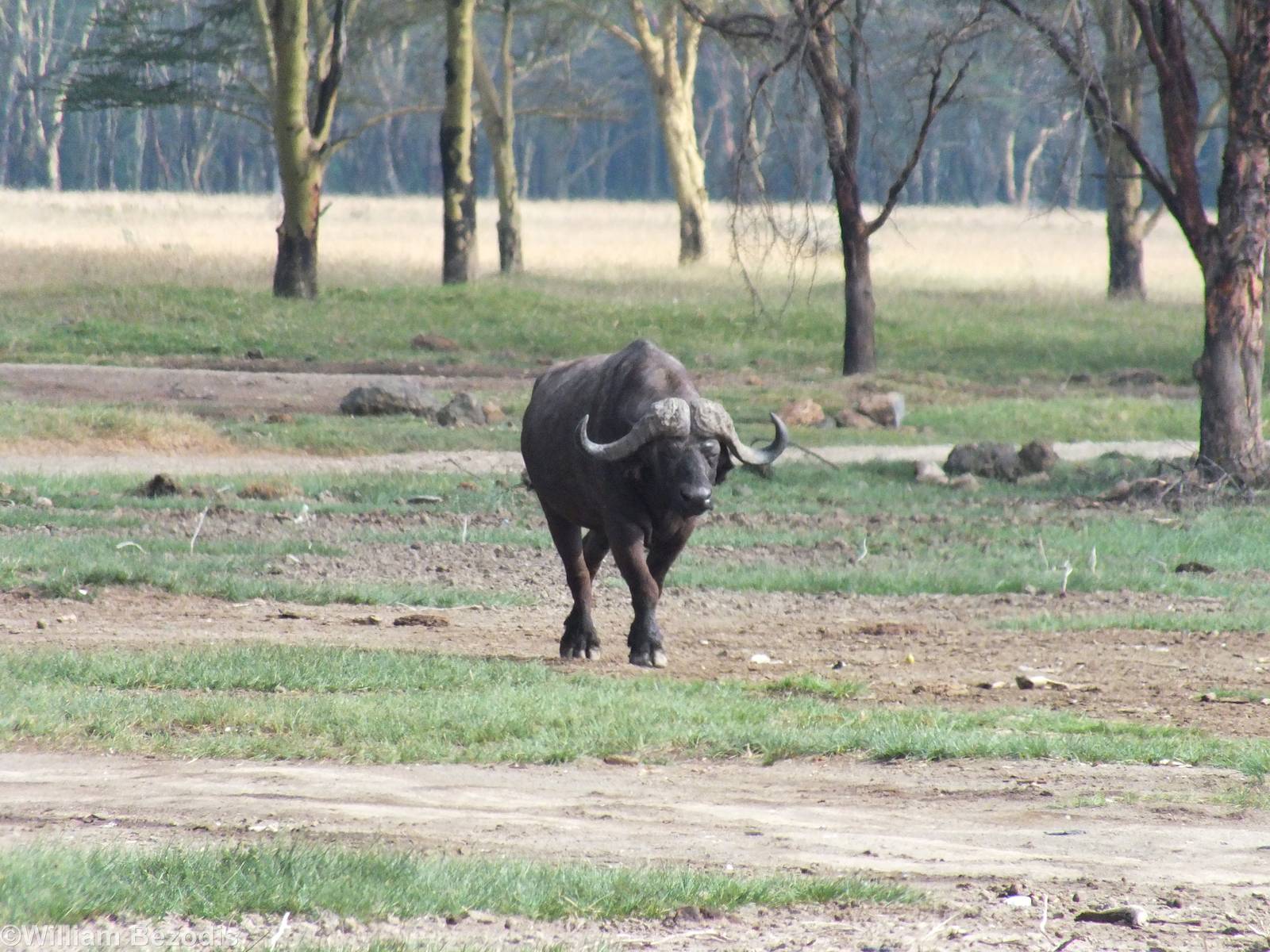 Cape Buffalo - Lake Nakuru