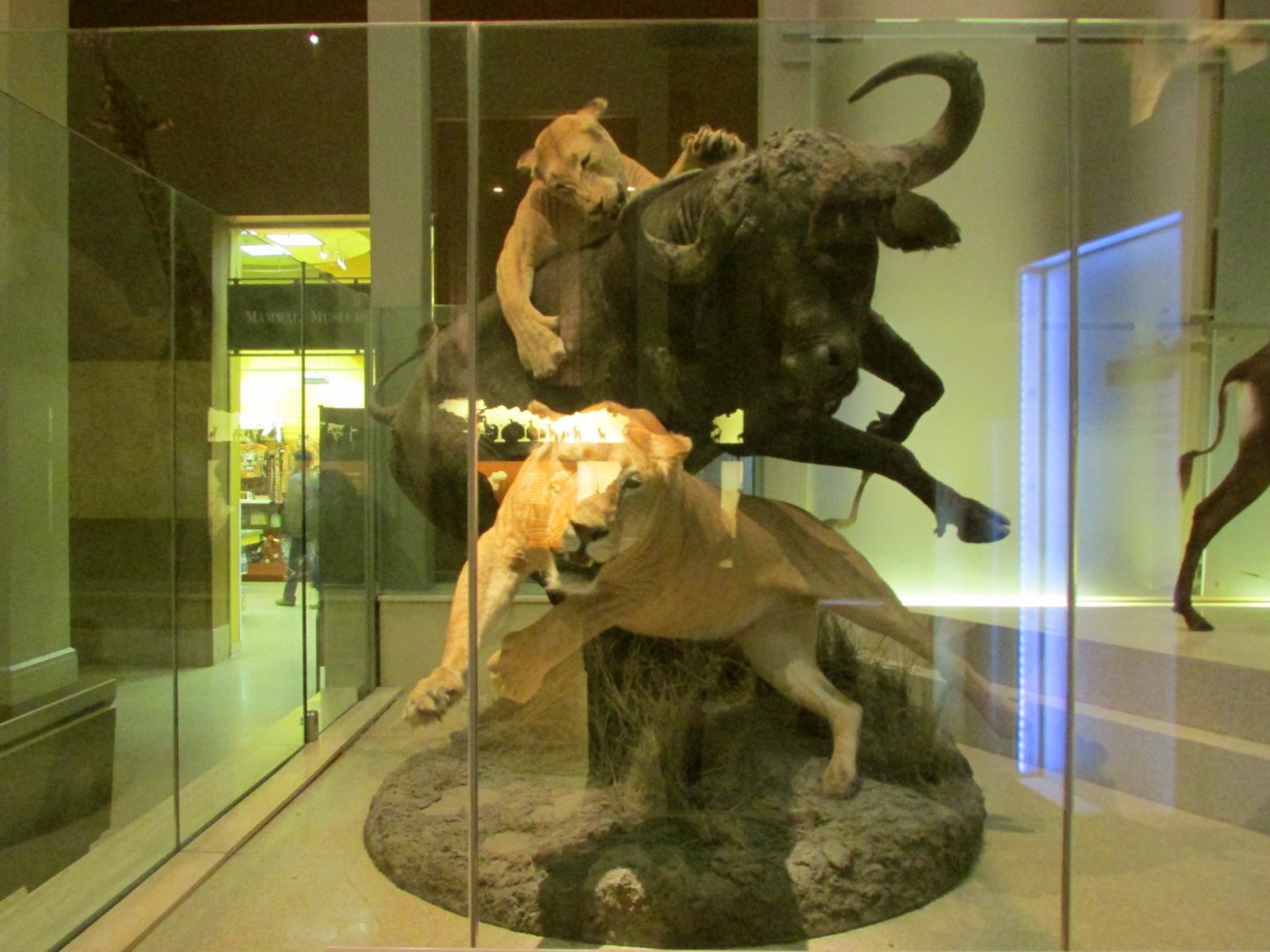 Cape Buffalo & Lions