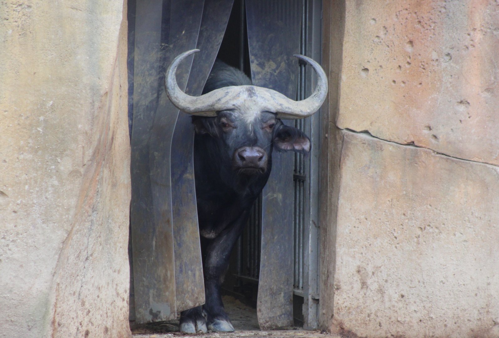 Cape buffalo looking outside
