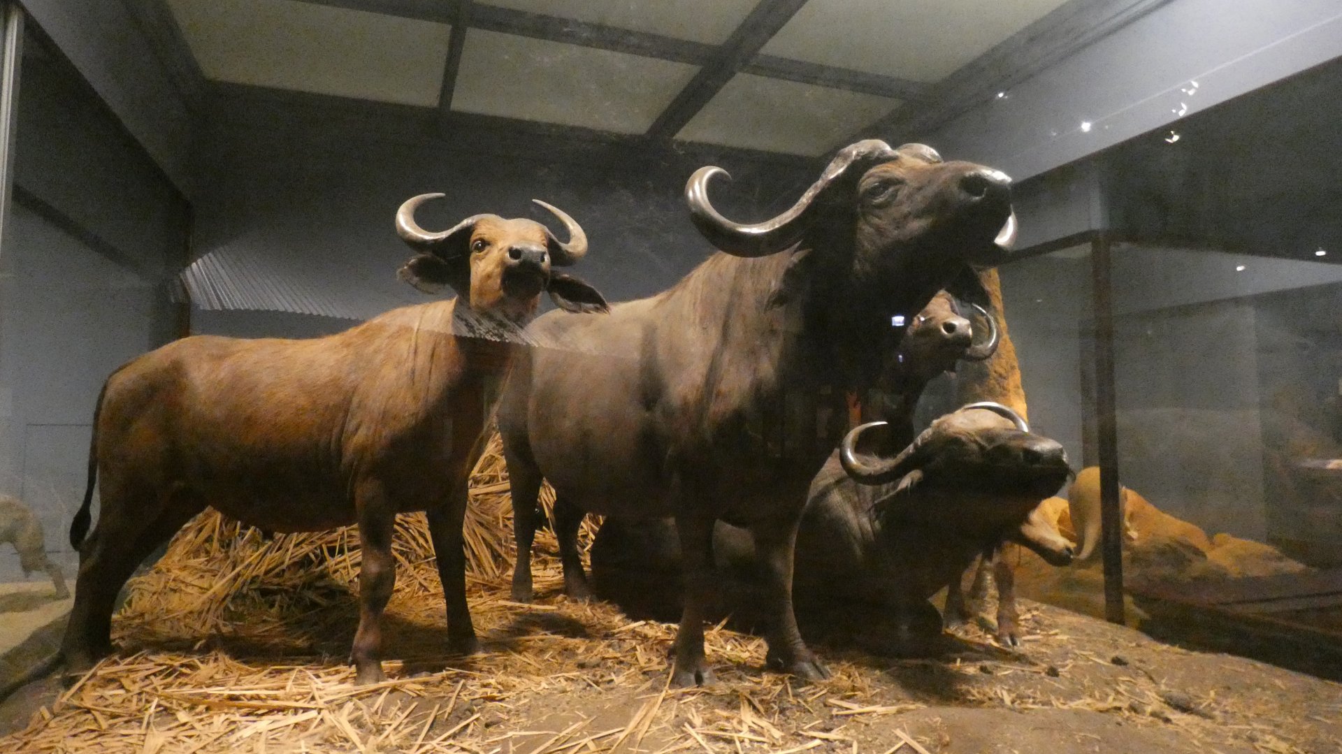 Cape Buffalo, Mammals of Africa - Feb. 2022