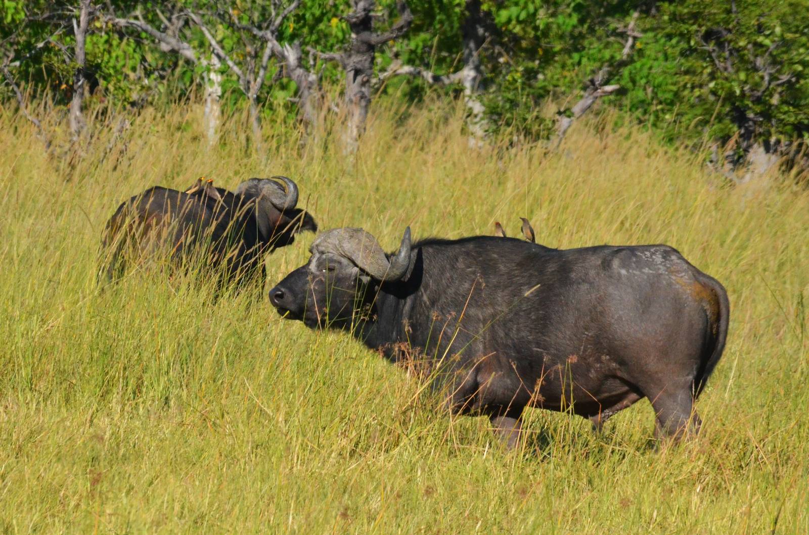 Cape Buffalo, Moremi Game Reserve, Botswana, 29/04/16