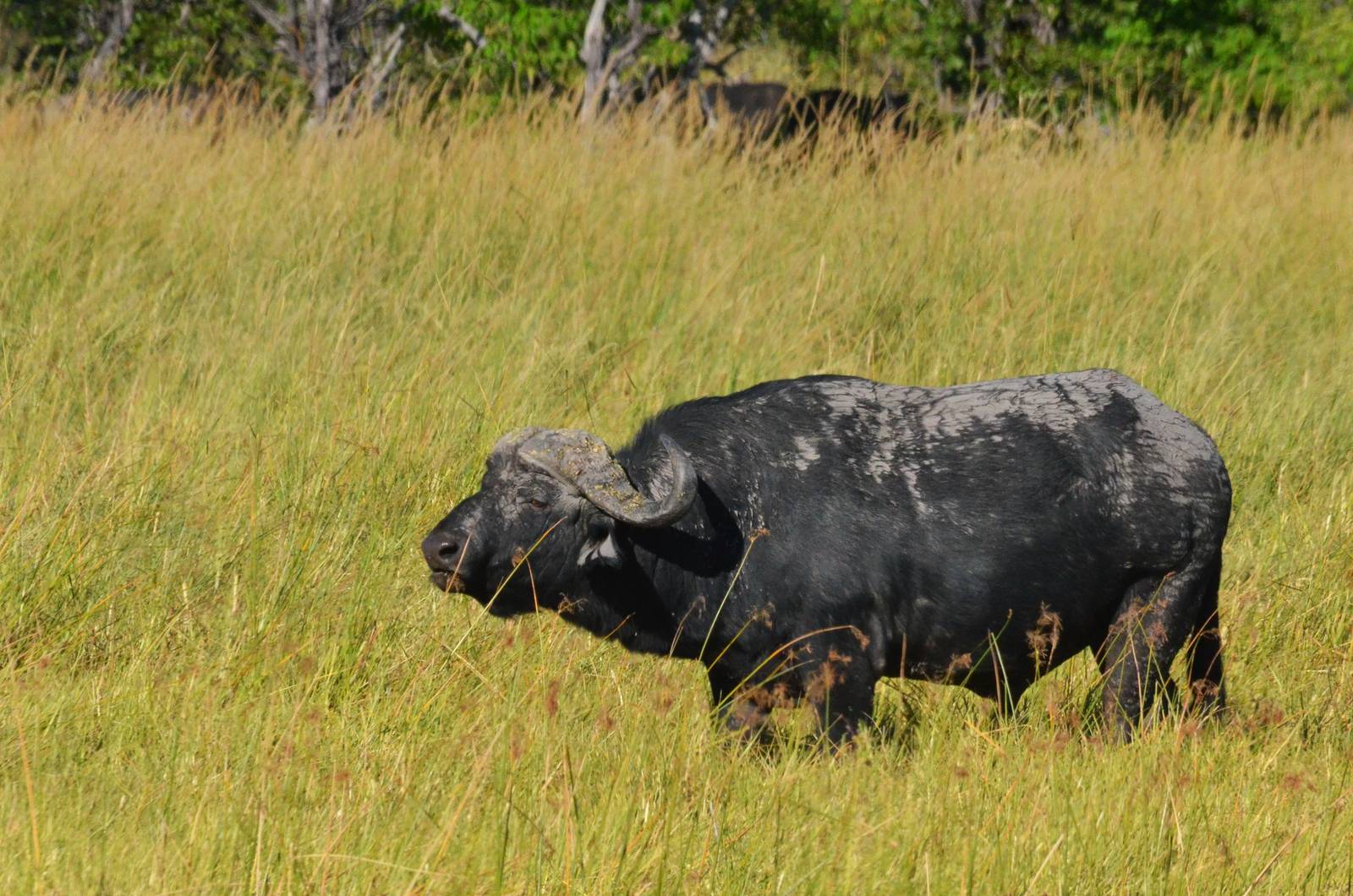 Cape Buffalo, Moremi Game Reserve, Botswana, 29/04/16
