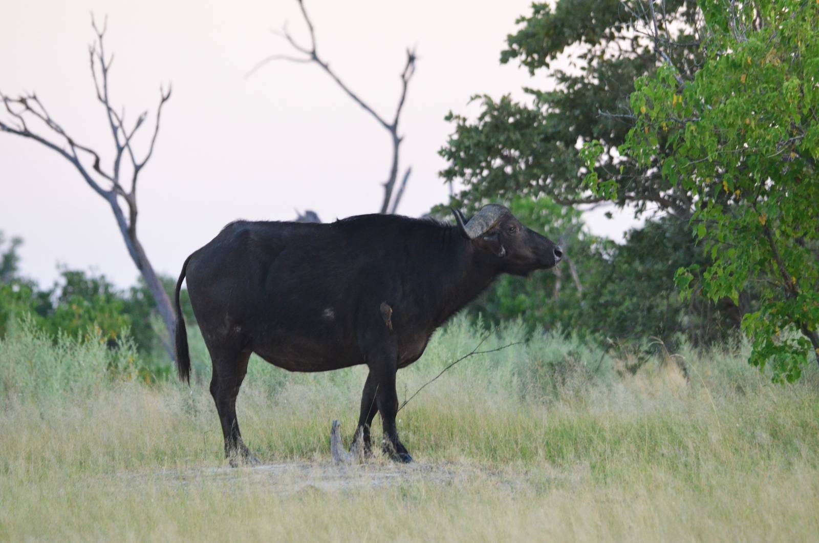 Cape Buffalo, Moremi Game Reserve, Botswana, 30/04/16