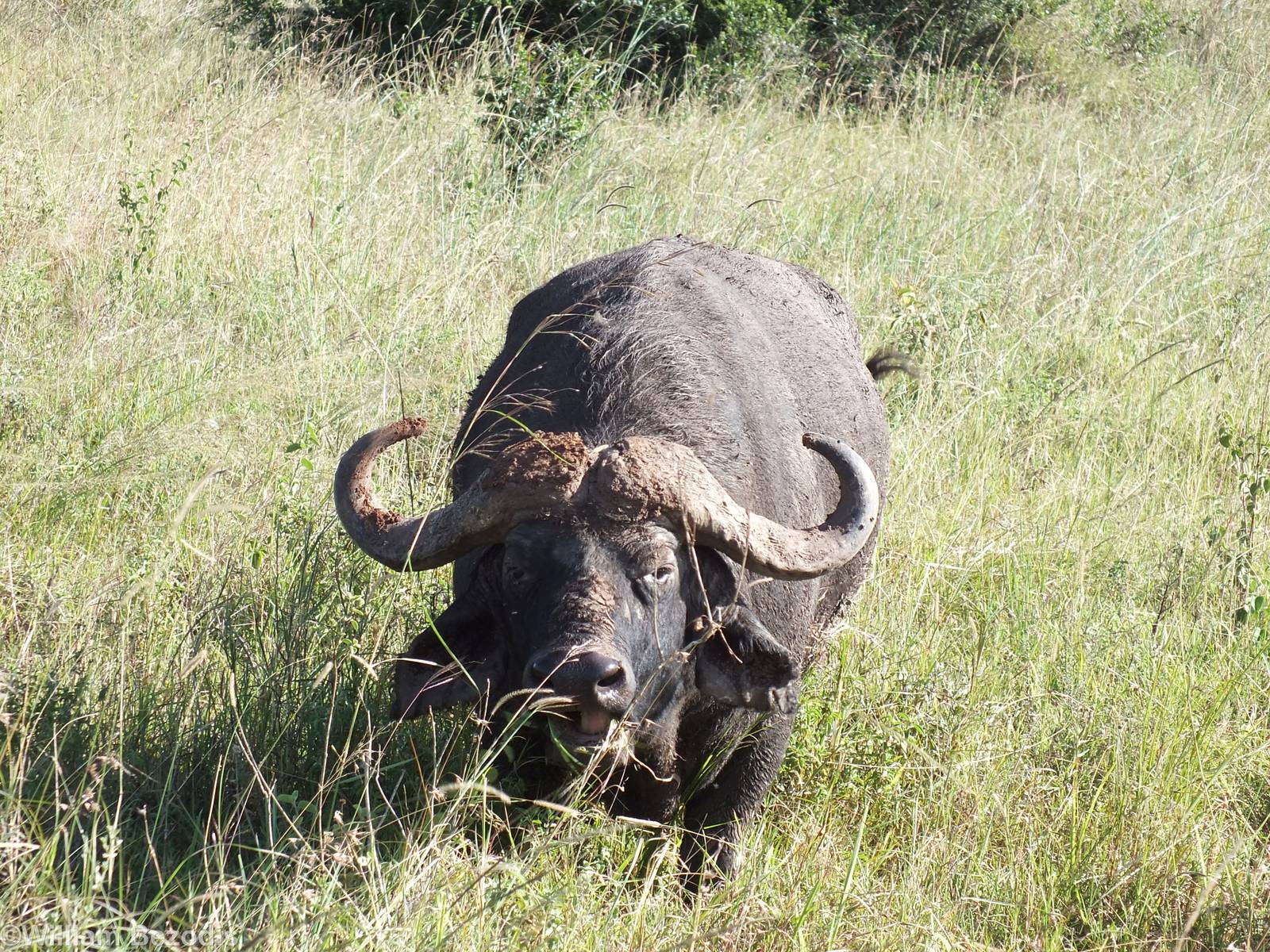 Cape Buffalo - Nairobi National Park