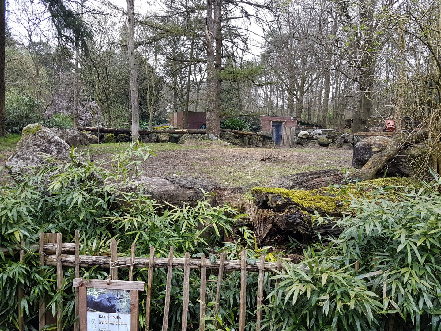 Cape buffalo-outdoor enclosure