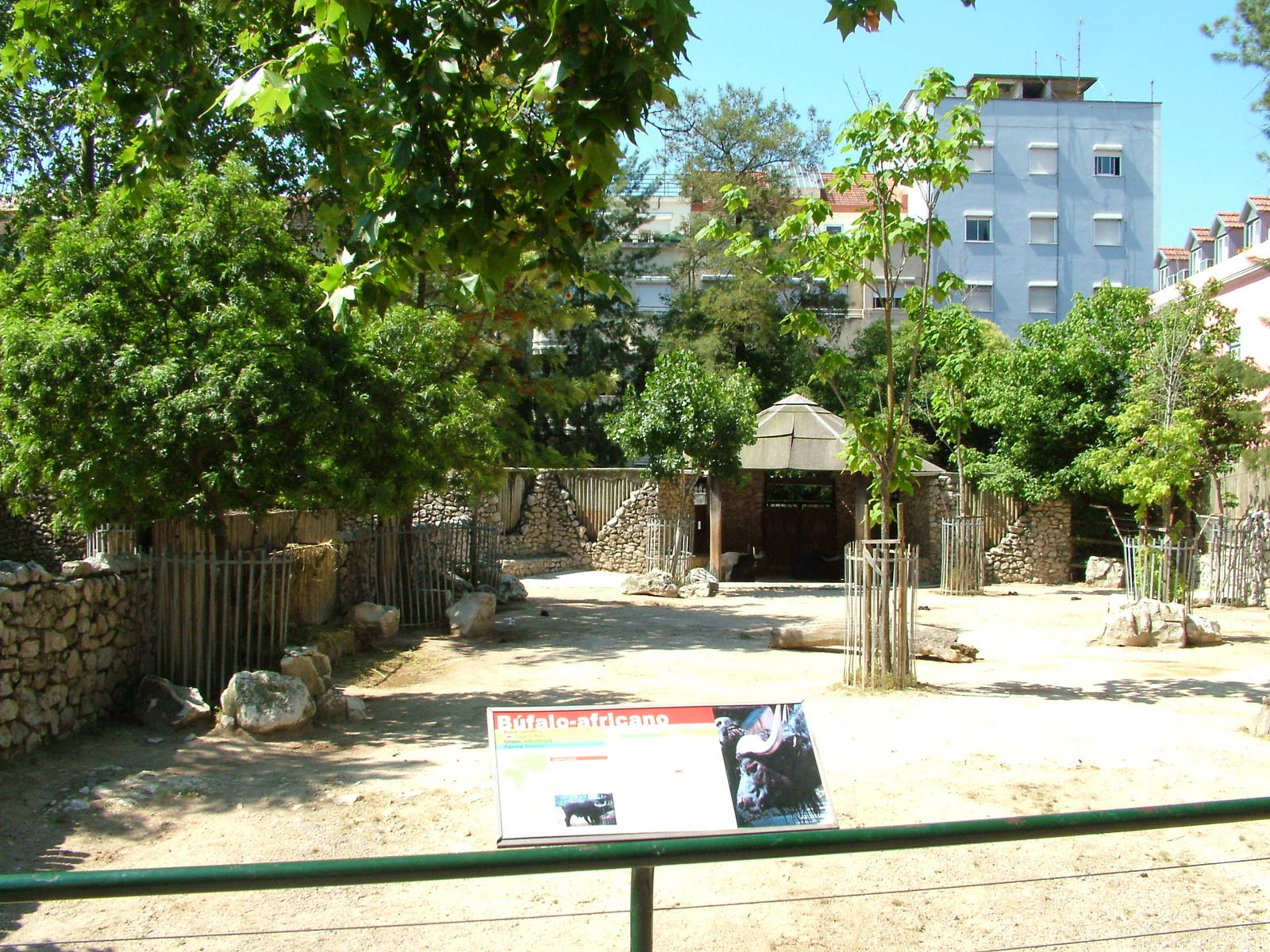 Cape Buffalo Paddock at Lisbon Zoo, 24/05/11
