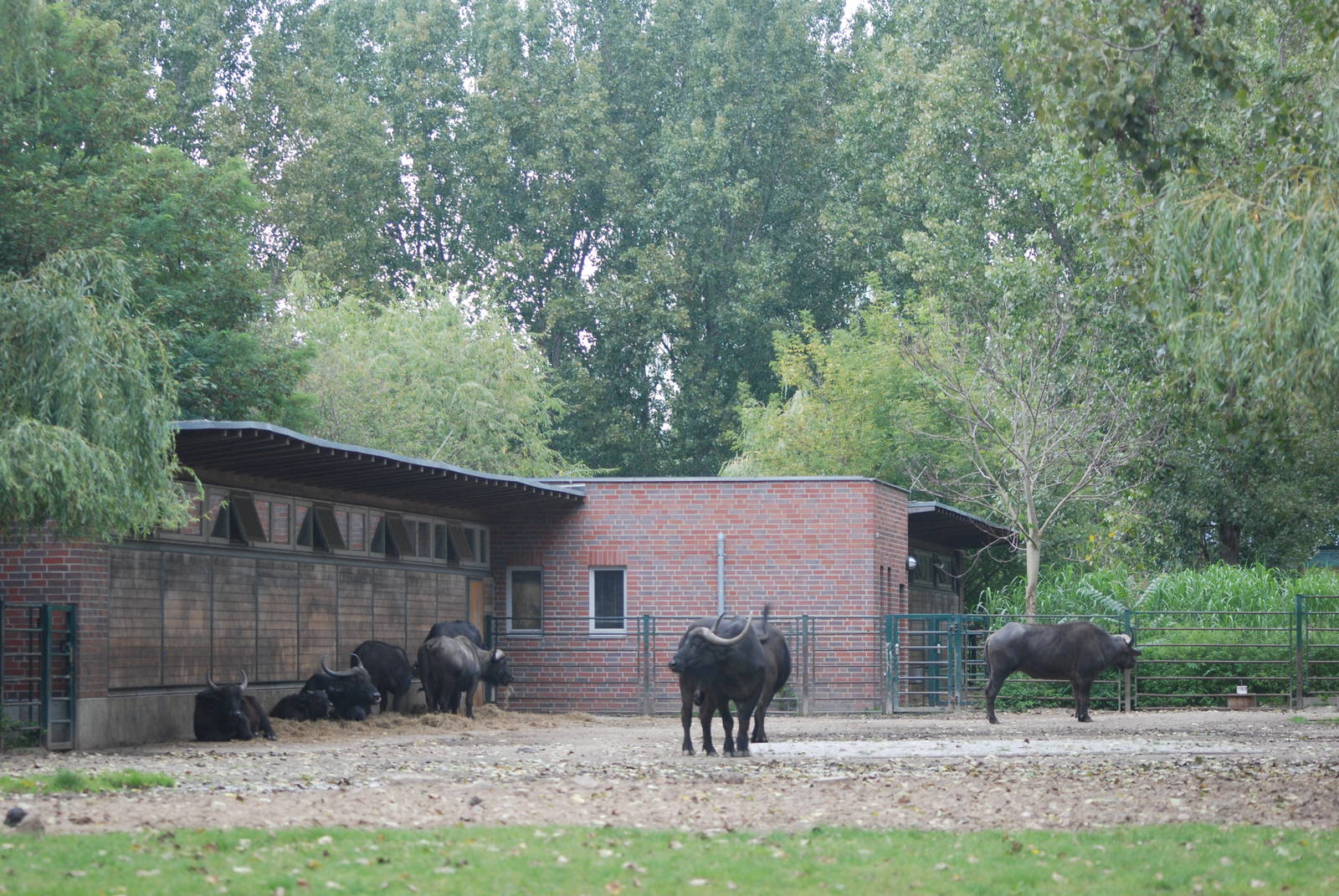 Cape Buffalo Paddock at Tierpark Berlin, 30/08/11