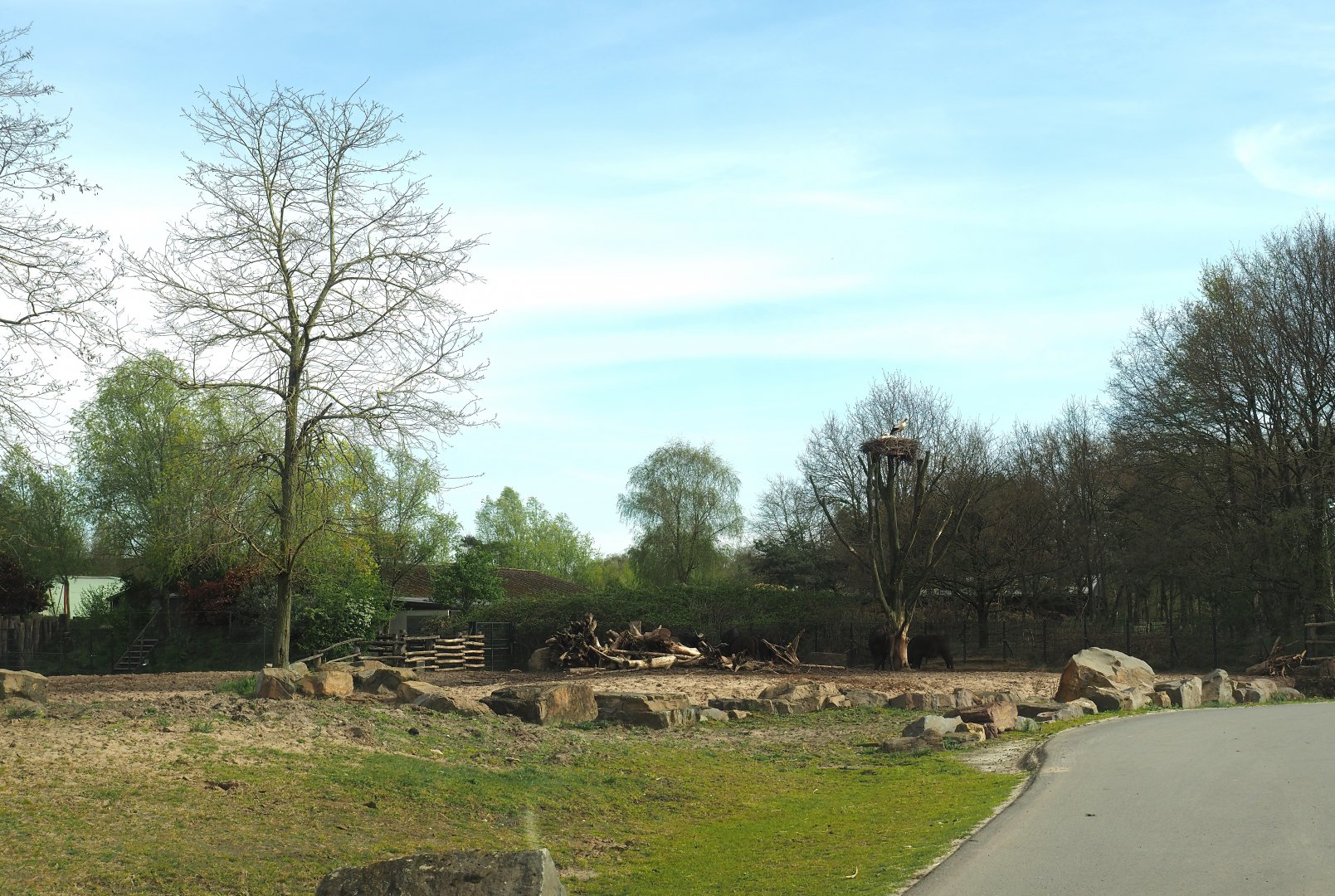 Cape buffalo paddock, separated from giraffe plains by fence in moat, 2024-04-06