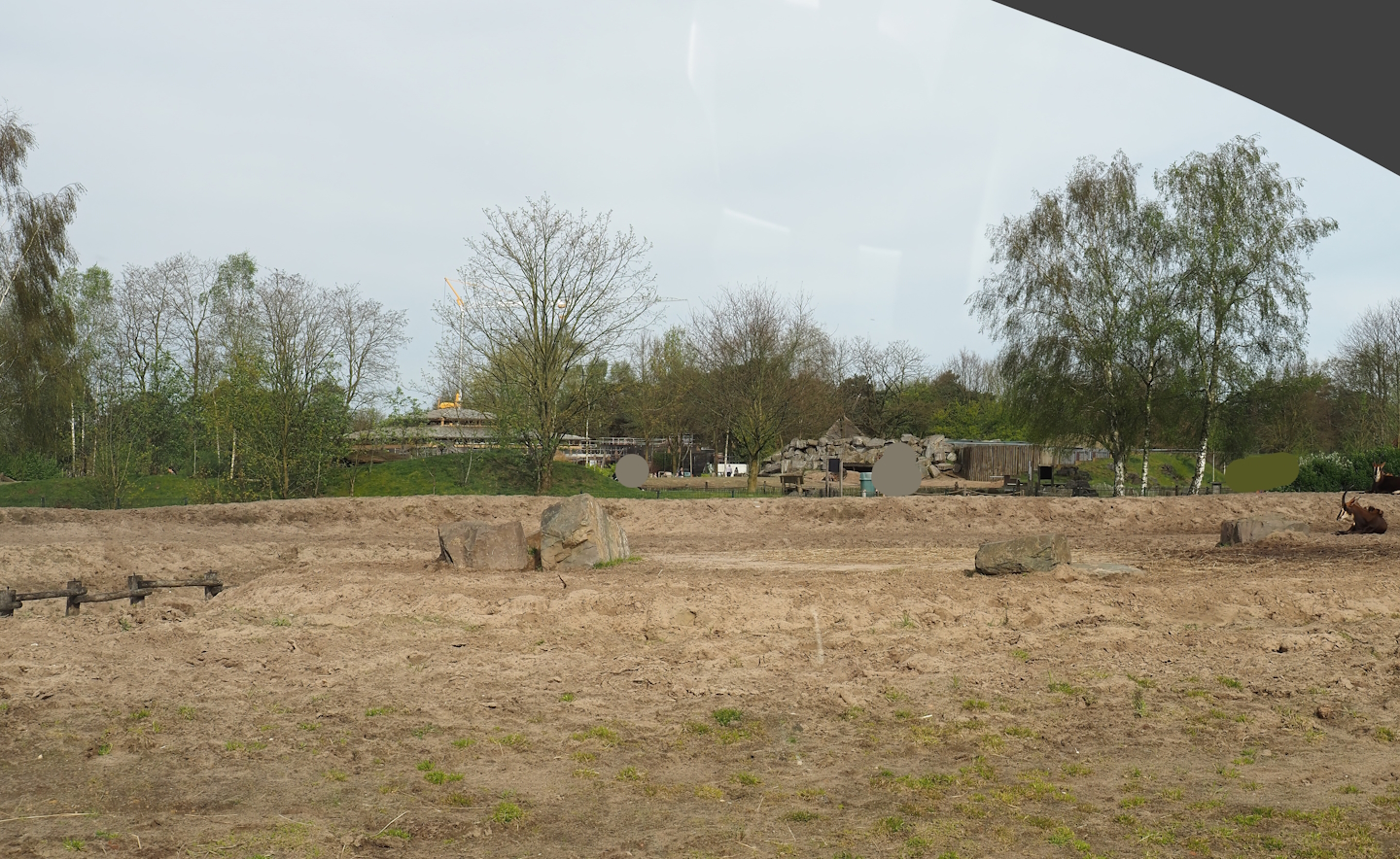 Cape buffalo paddock, separated from giraffe plains by fence in moat, 2024-04-06