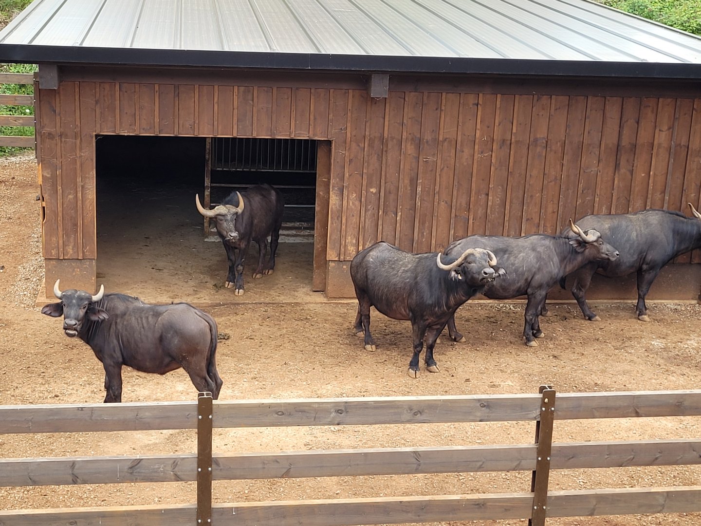 Cape buffalo -Parque de la Naturaleza de Cabárceno (2022)