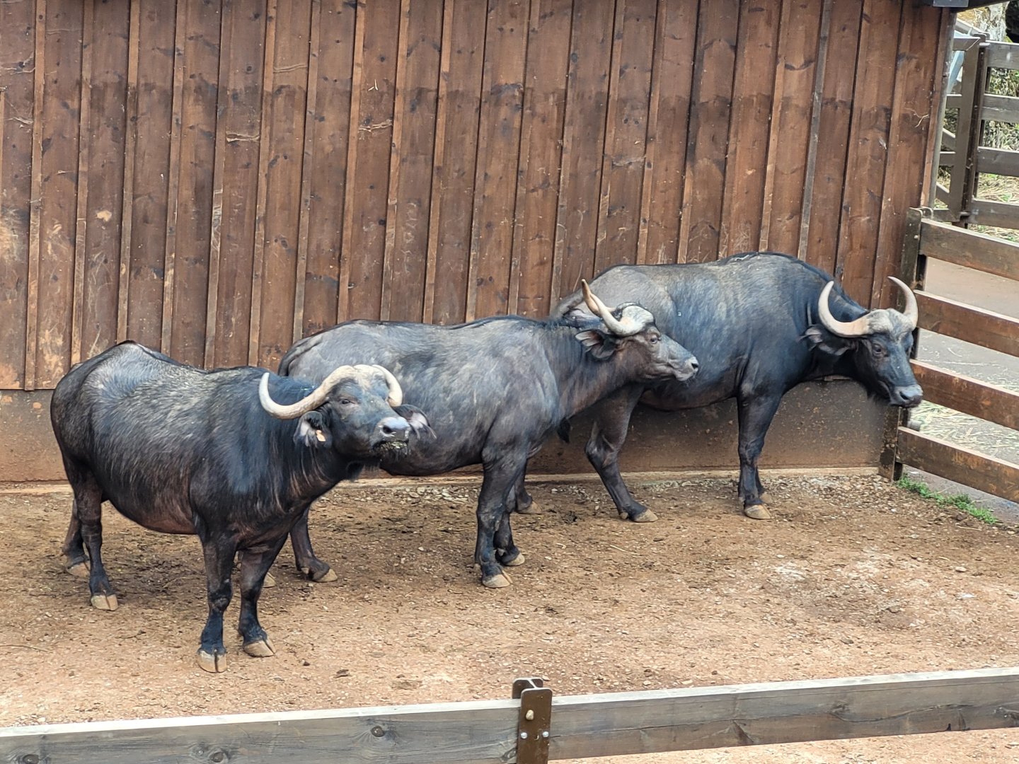Cape buffalo -Parque de la Naturaleza de Cabárceno (2022)
