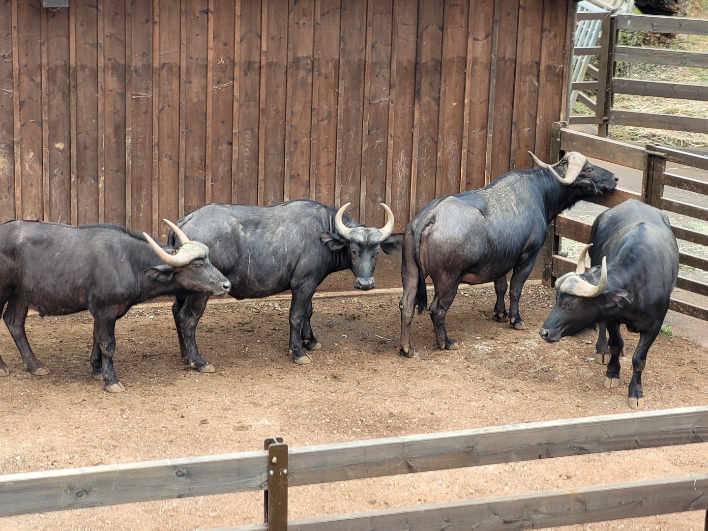 Cape buffalo -Parque de la Naturaleza de Cabárceno (2022)